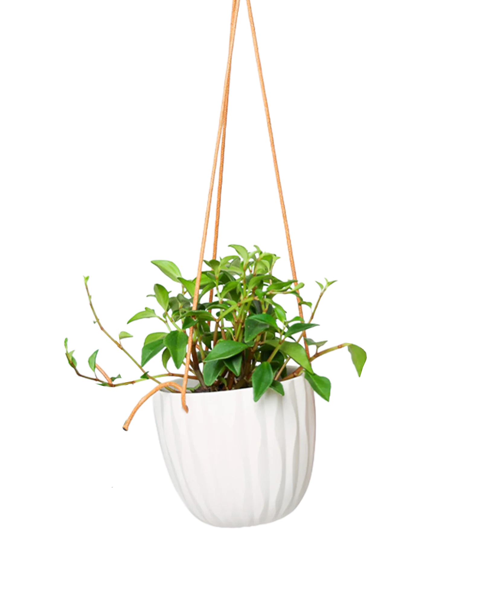 Virago Ceramic Modern Hanging Planter - Image 13