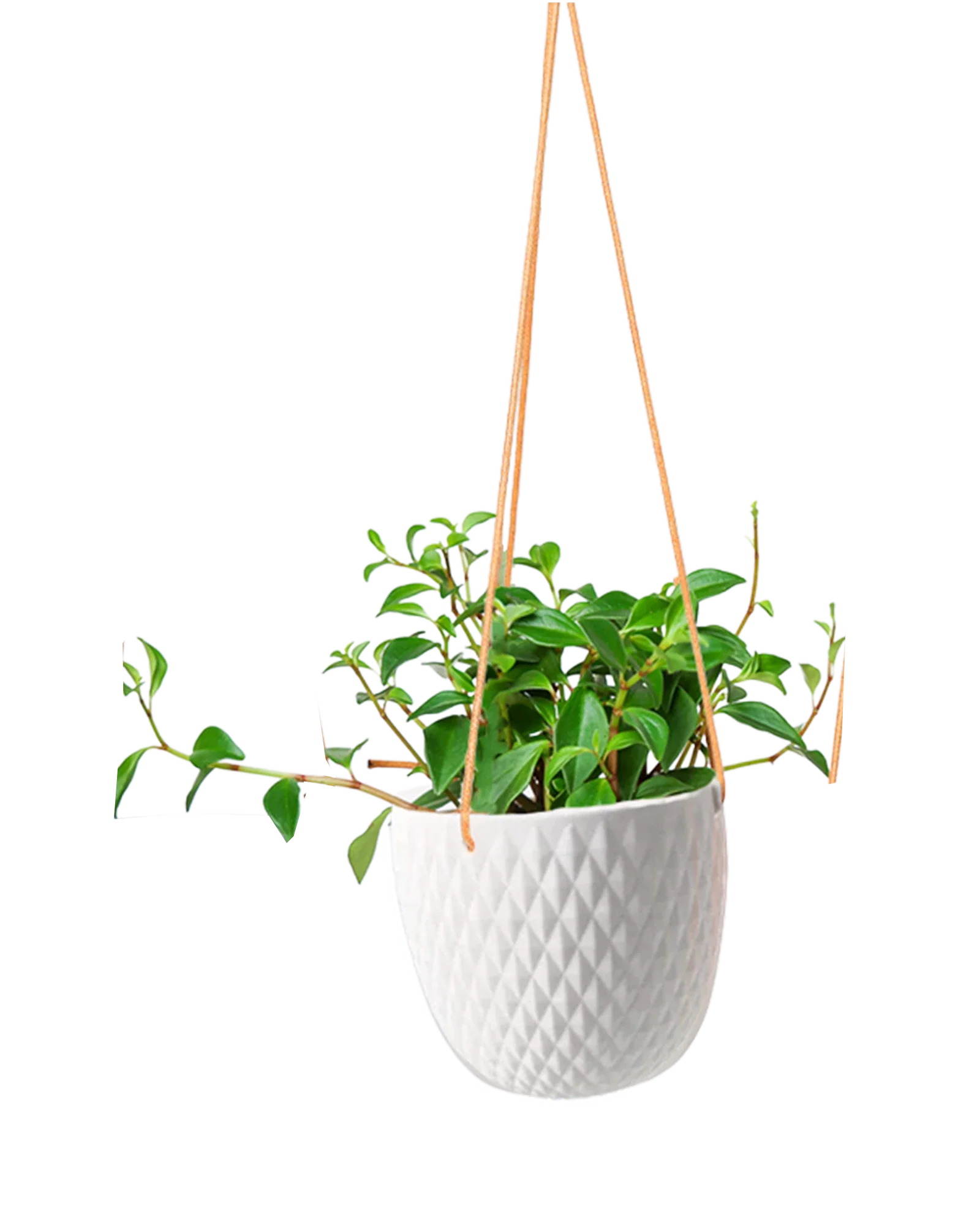 Virago Ceramic Modern Hanging Planter - Image 16