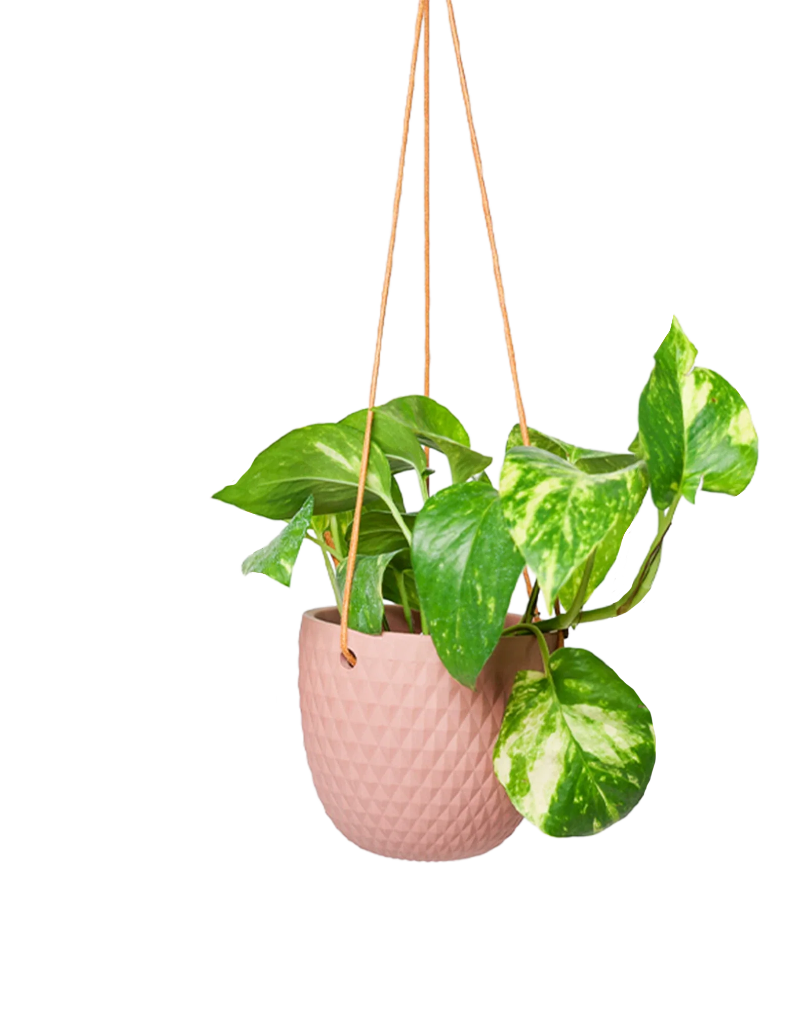 Virago Ceramic Modern Hanging Planter - Image 20