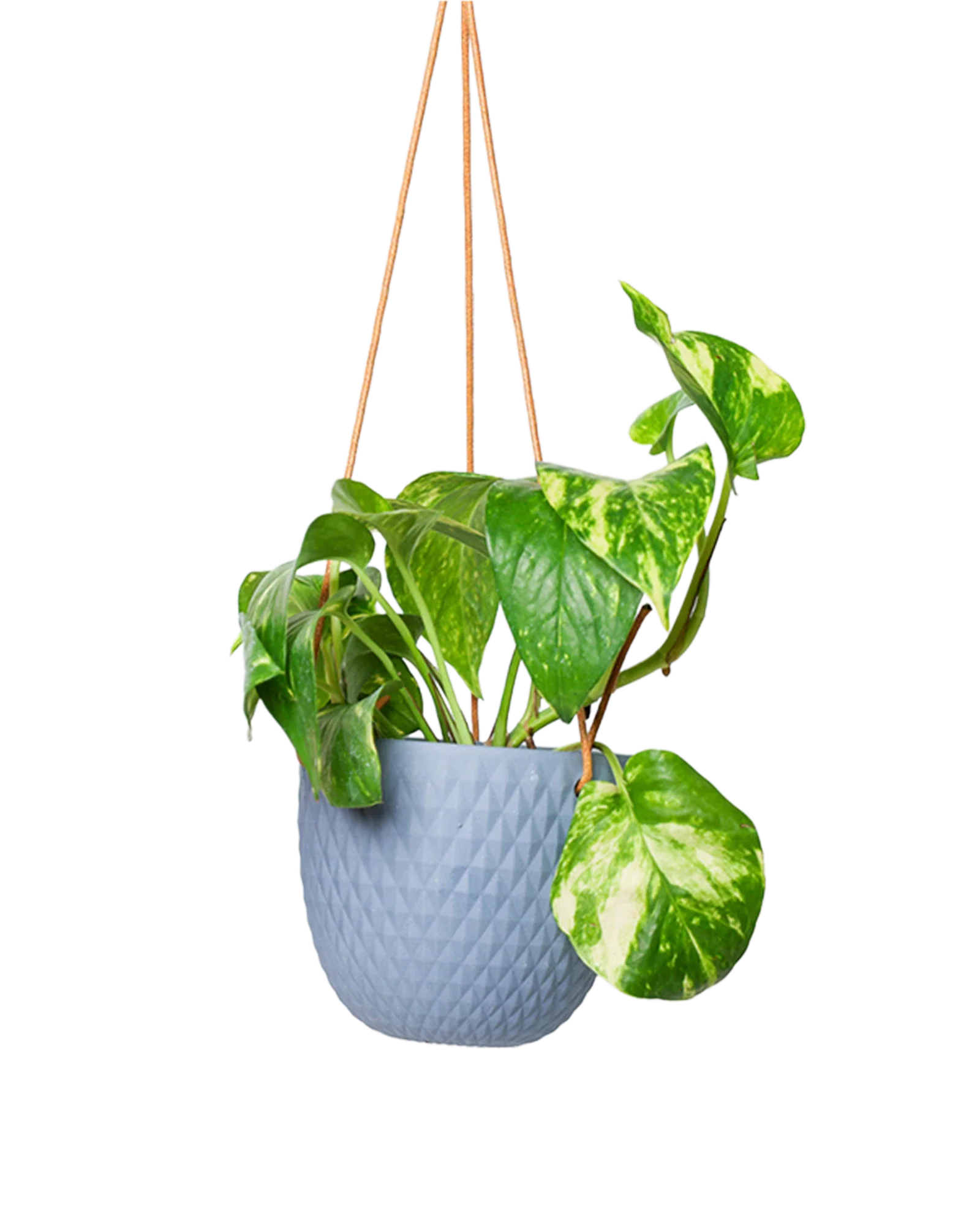 Virago Ceramic Modern Hanging Planter - Image 22