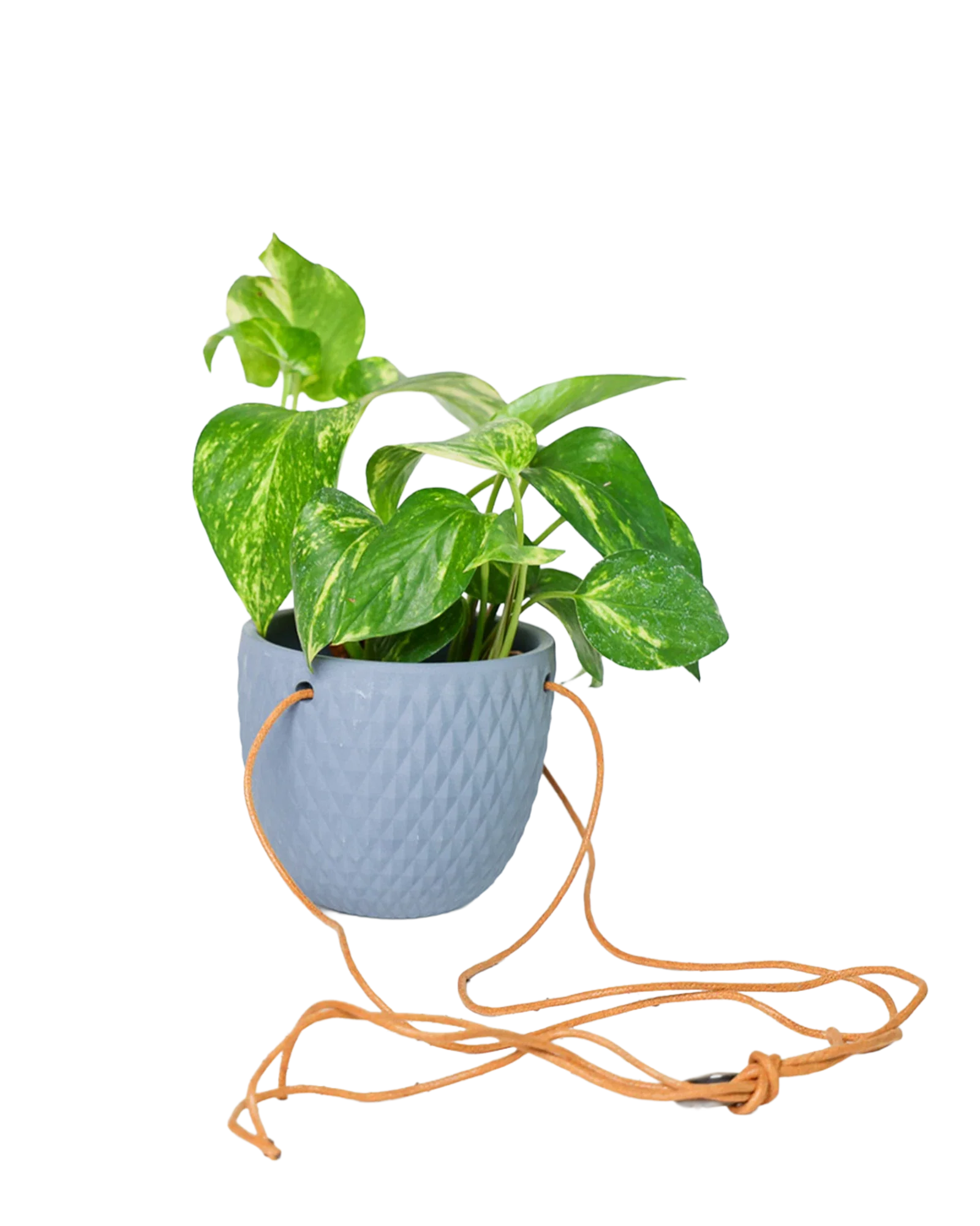 Virago Ceramic Modern Hanging Planter - Image 23