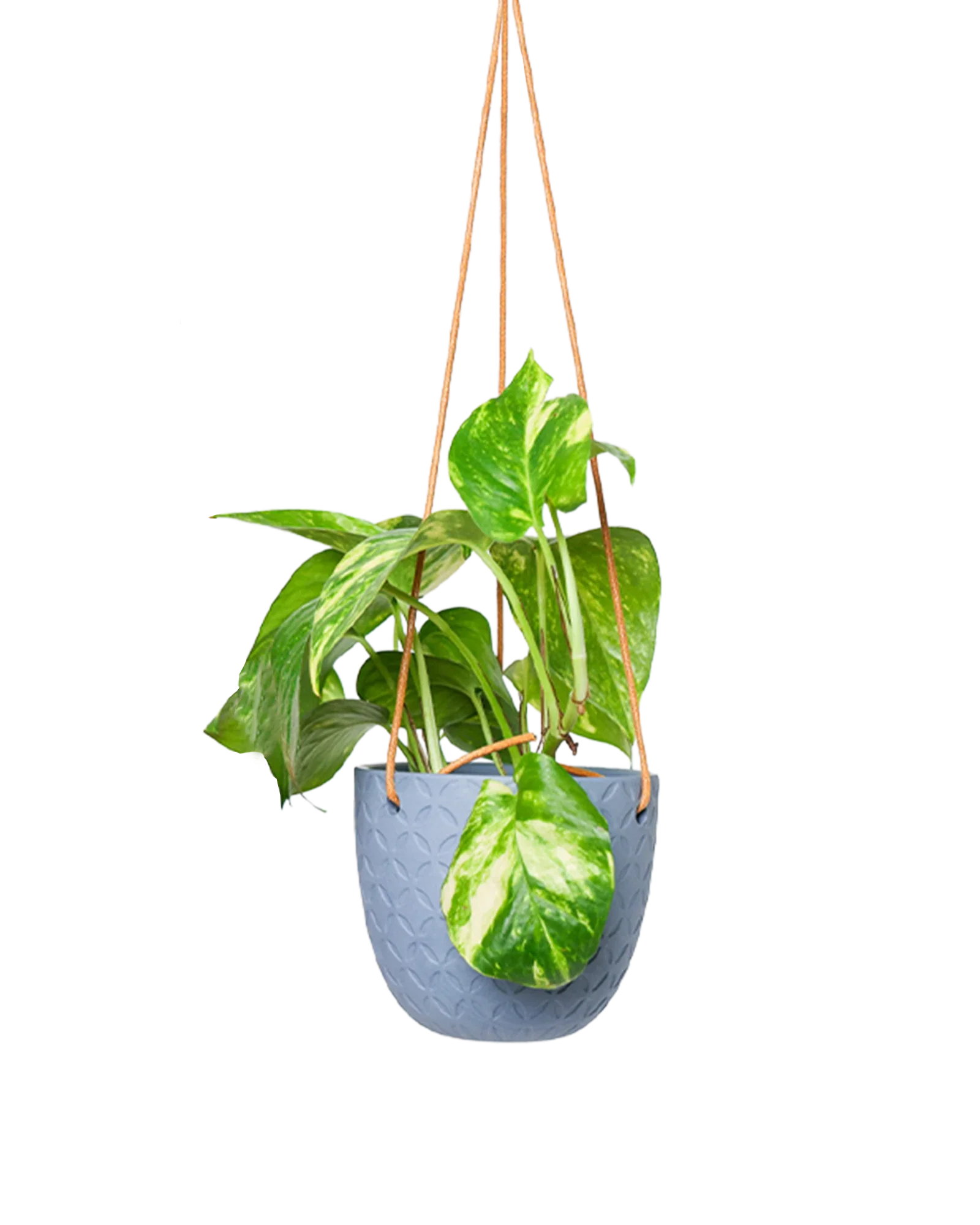 Virago Ceramic Modern Hanging Planter - Image 24