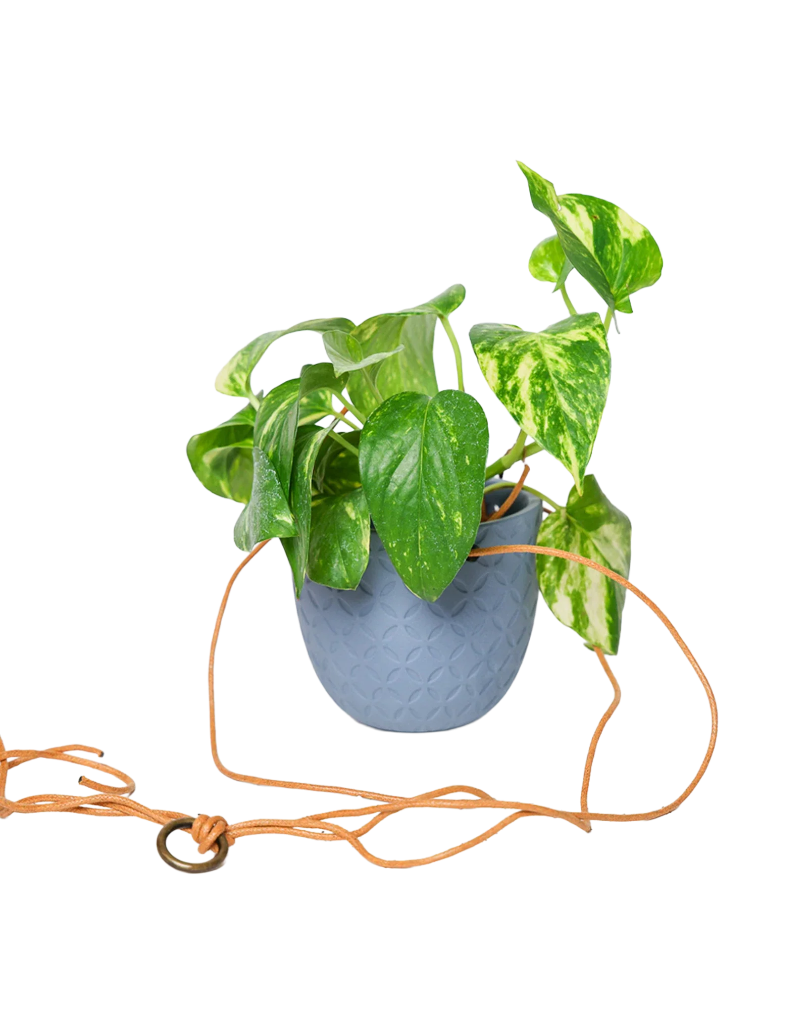 Virago Ceramic Modern Hanging Planter - Image 26