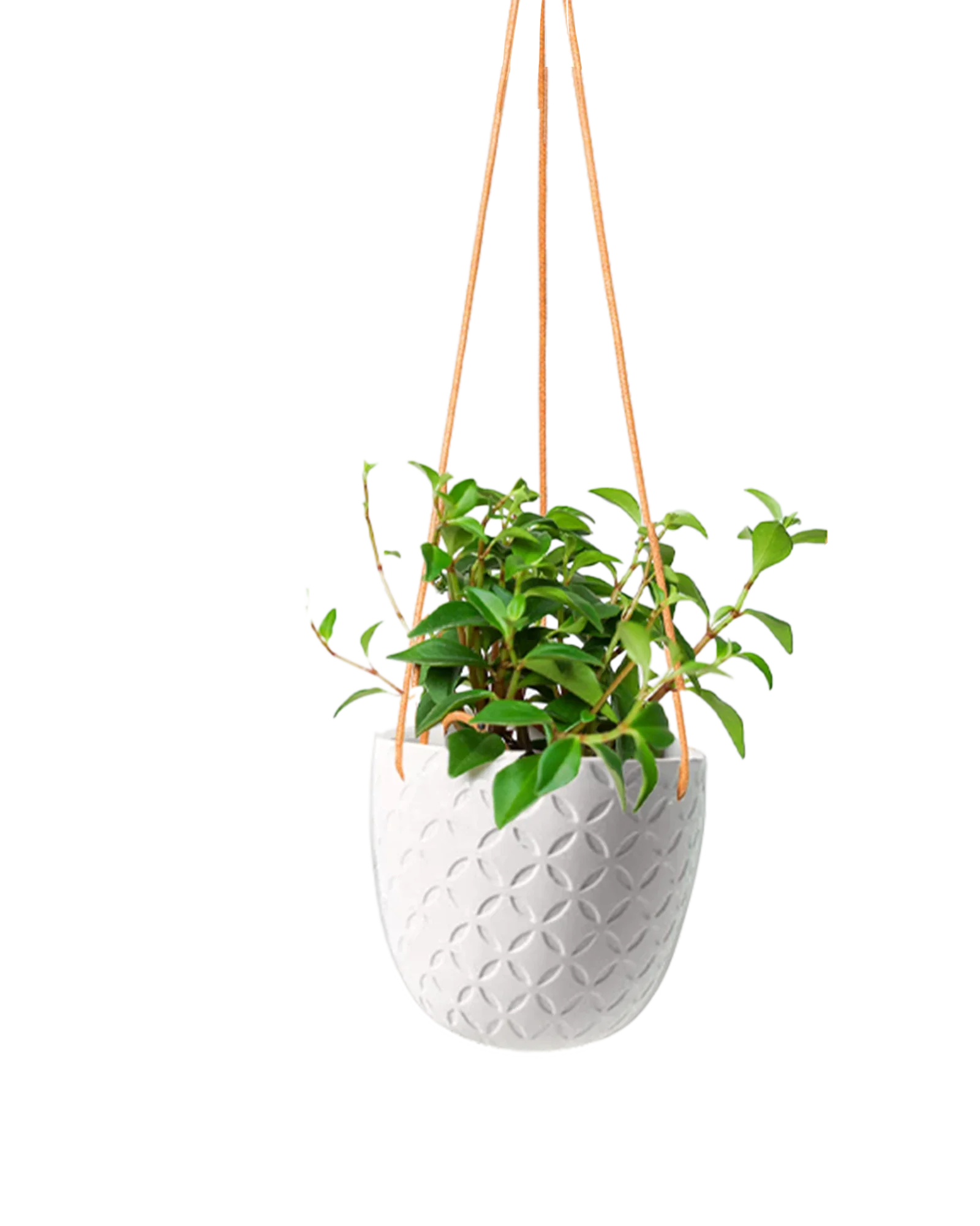 Virago Ceramic Modern Hanging Planter - Image 30