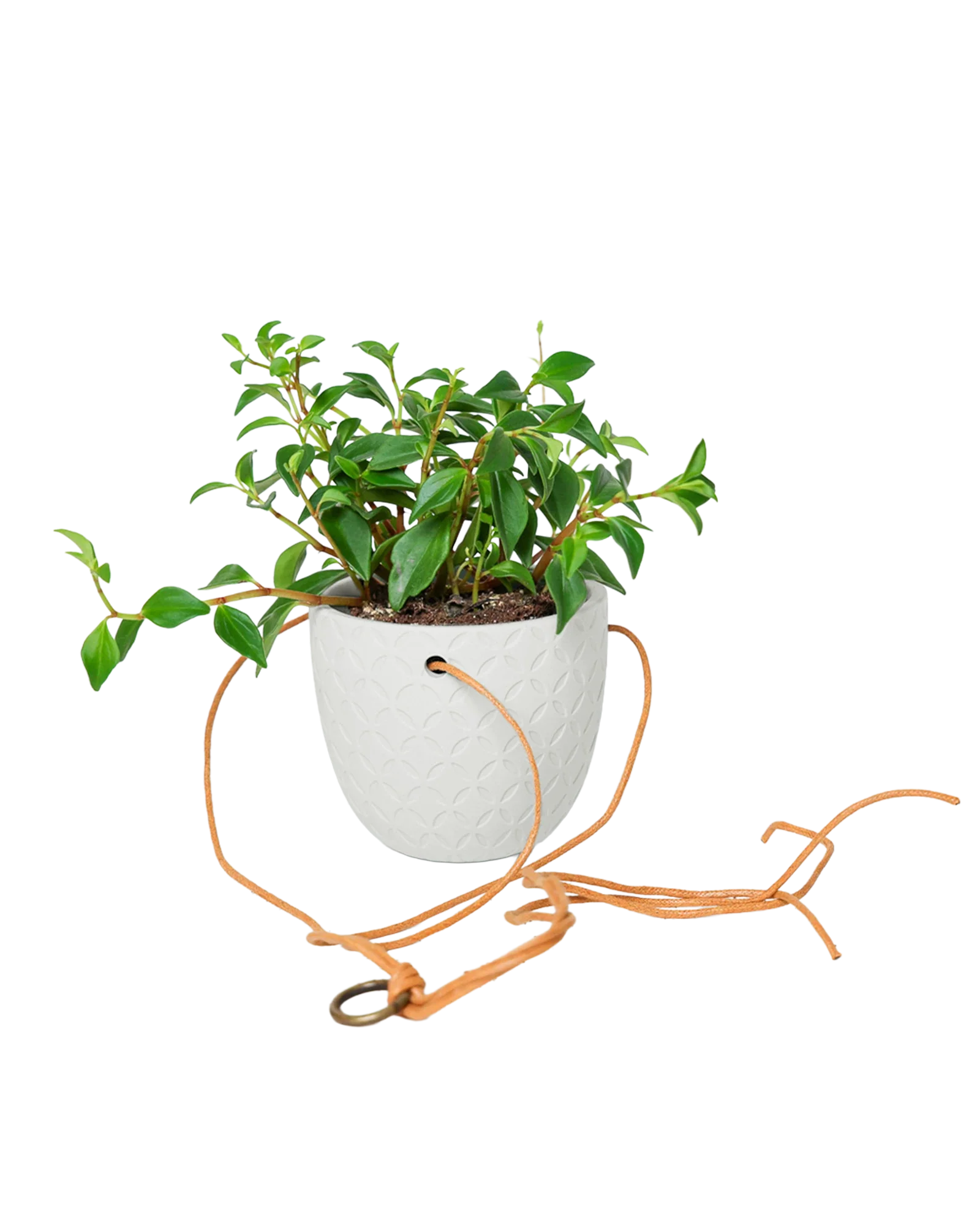 Virago Ceramic Modern Hanging Planter - Image 32