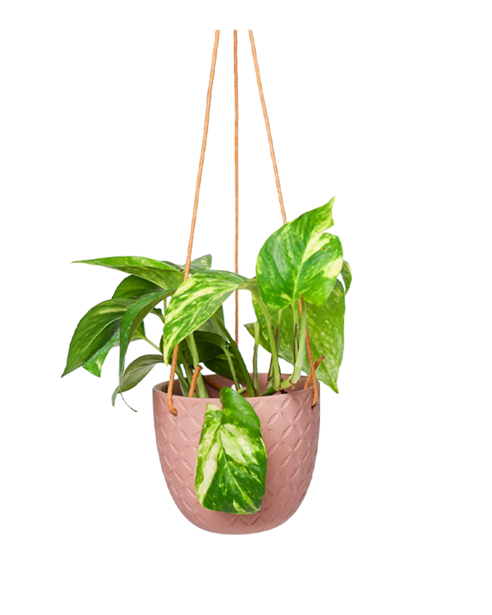Virago Ceramic Modern Hanging Planter - Image 33