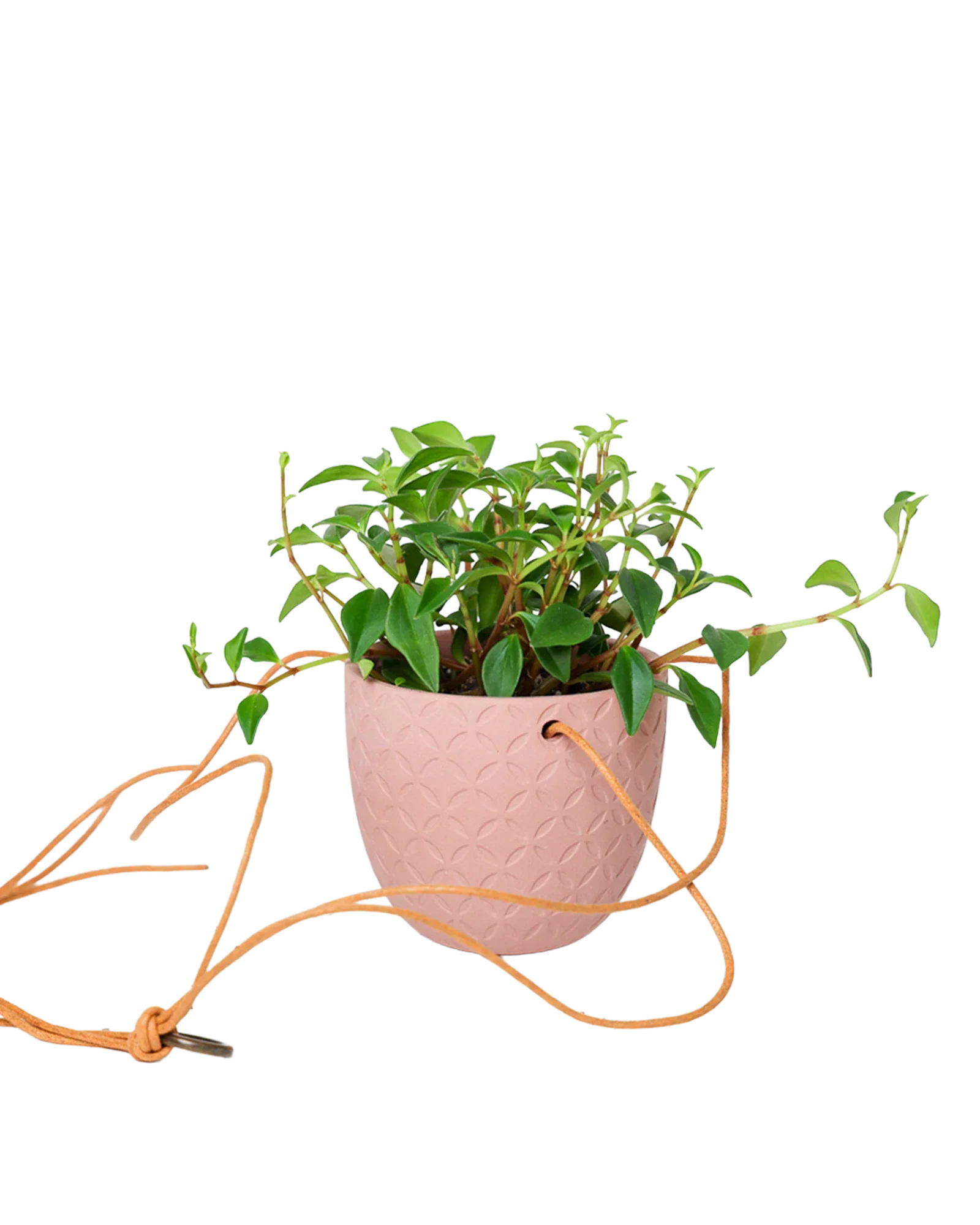 Virago Ceramic Modern Hanging Planter - Image 35
