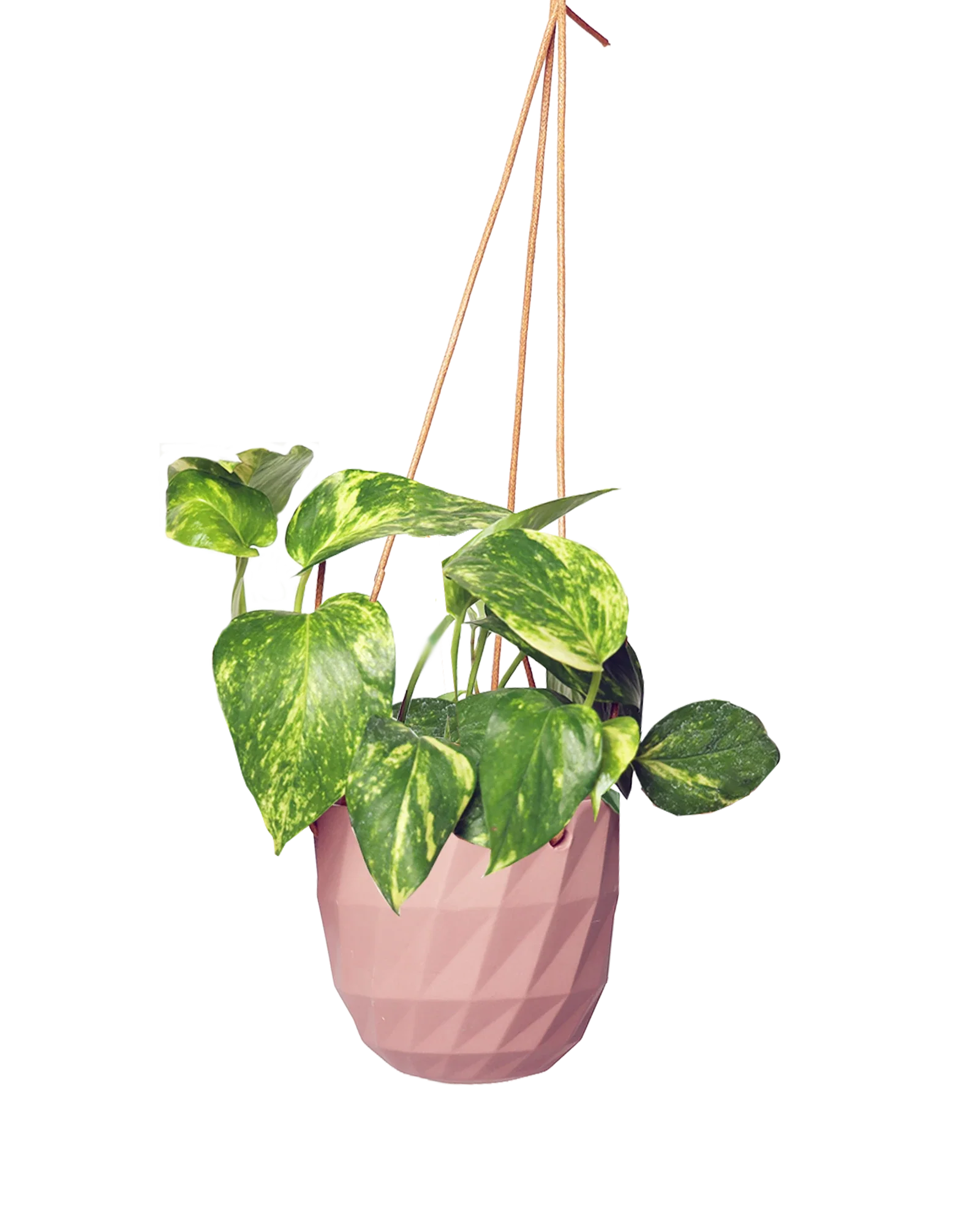 Virago Ceramic Modern Hanging Planter - Image 36