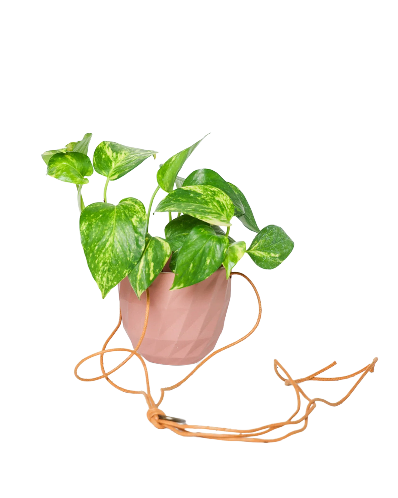 Virago Ceramic Modern Hanging Planter - Image 38