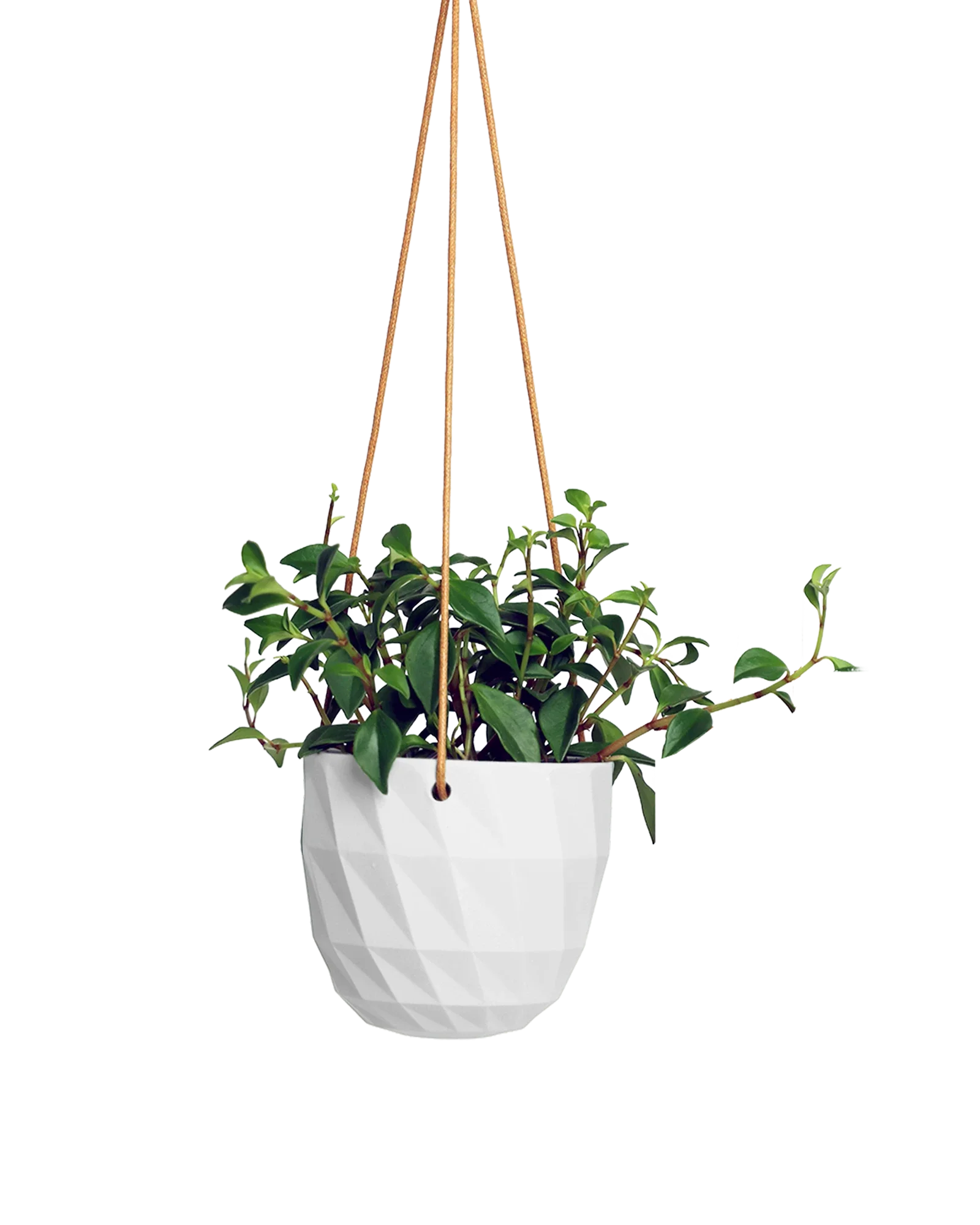 Virago Ceramic Modern Hanging Planter - Image 39