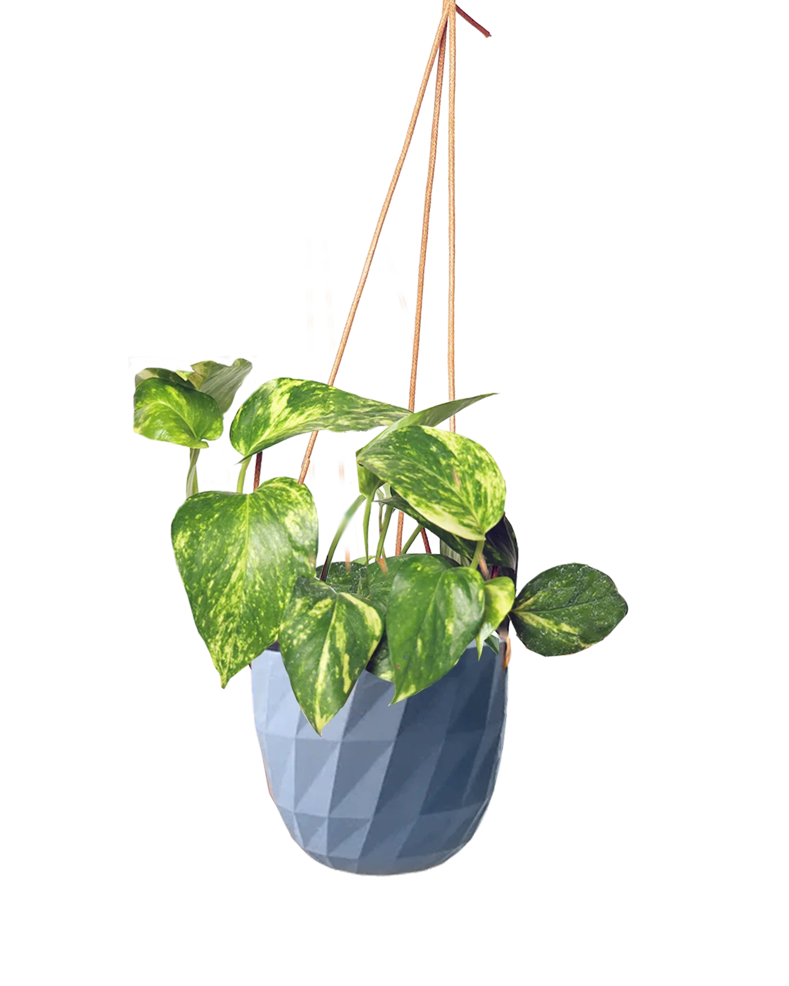 Virago Ceramic Modern Hanging Planter - Image 44