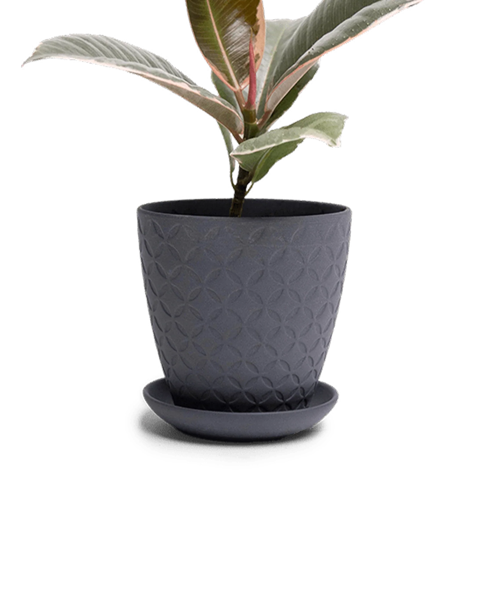 Virago Small 3.5" Porcelain Plant Pot - Image 102