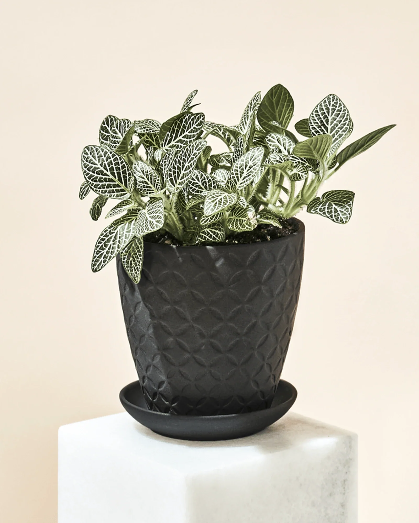 Virago Small 3.5" Porcelain Plant Pot - Image 105