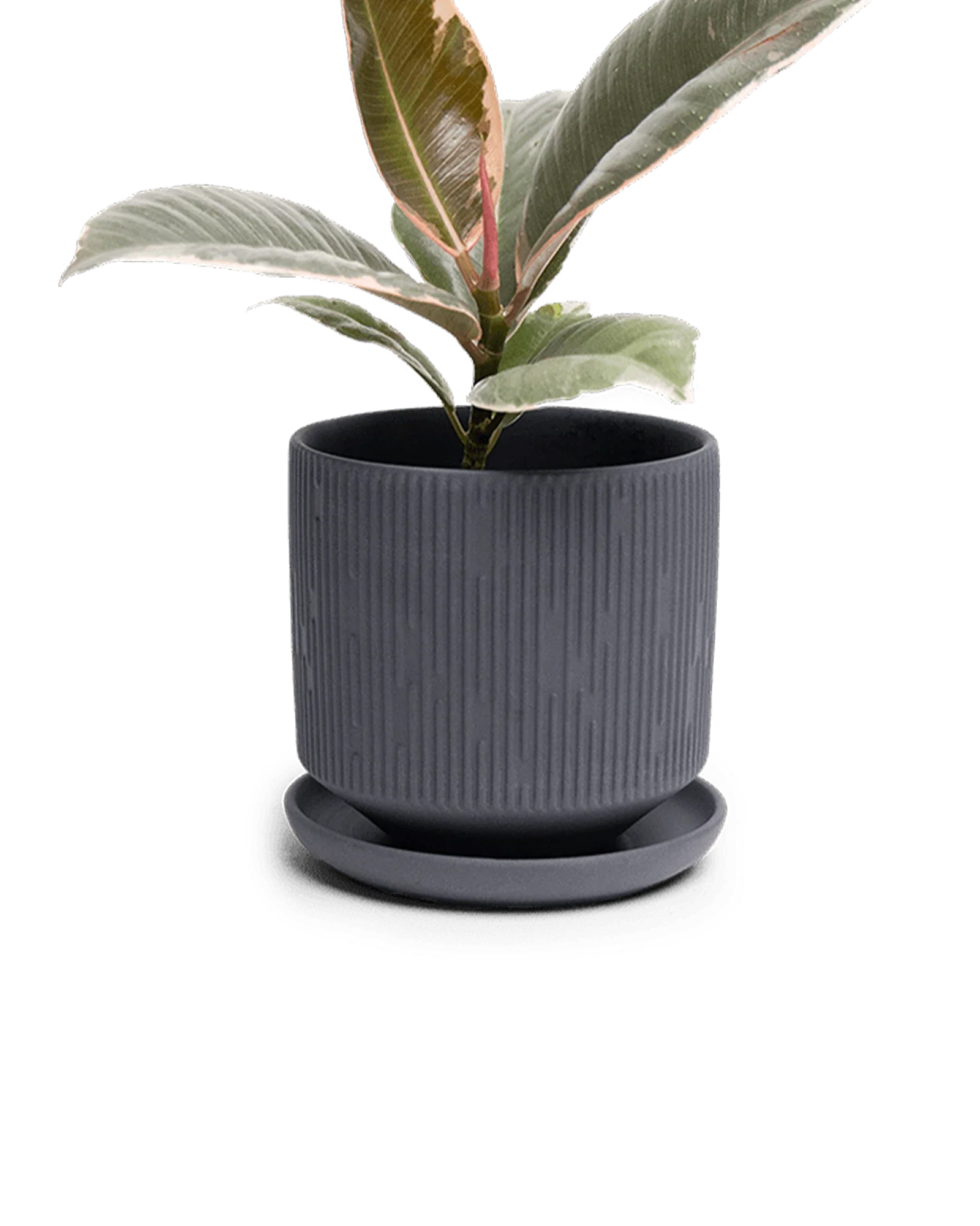 Virago Small 3.5" Porcelain Plant Pot - Image 108