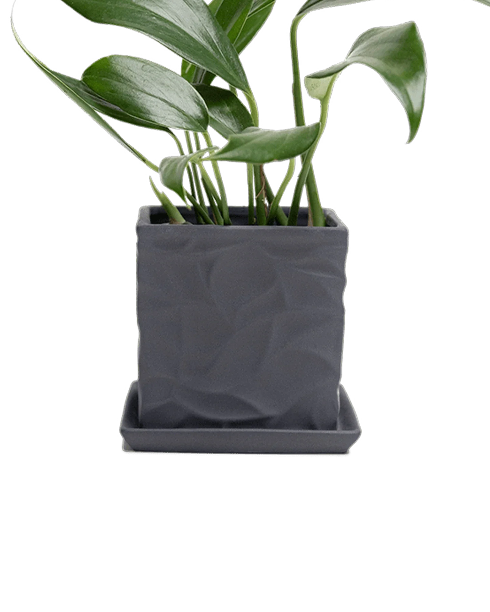 Virago Small 3.5" Porcelain Plant Pot - Image 112