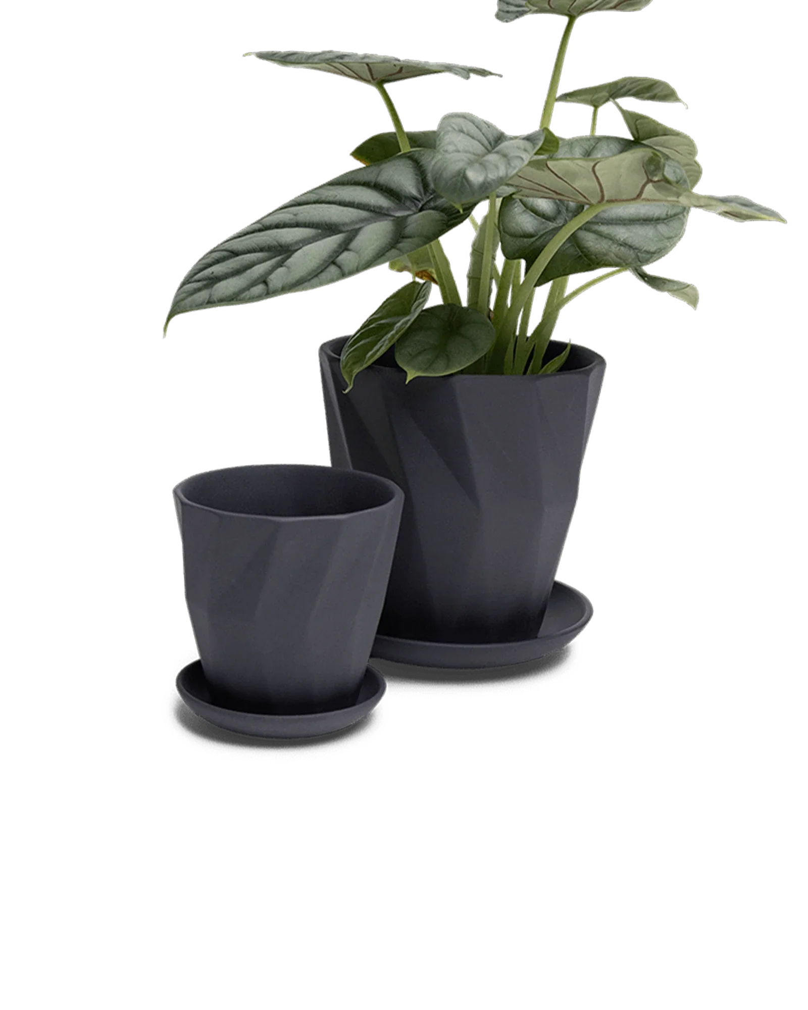 Virago Small 3.5" Porcelain Plant Pot - Image 122