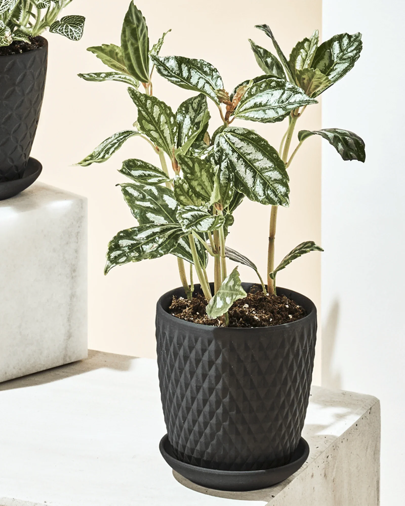 Virago Small 3.5" Porcelain Plant Pot - Image 129