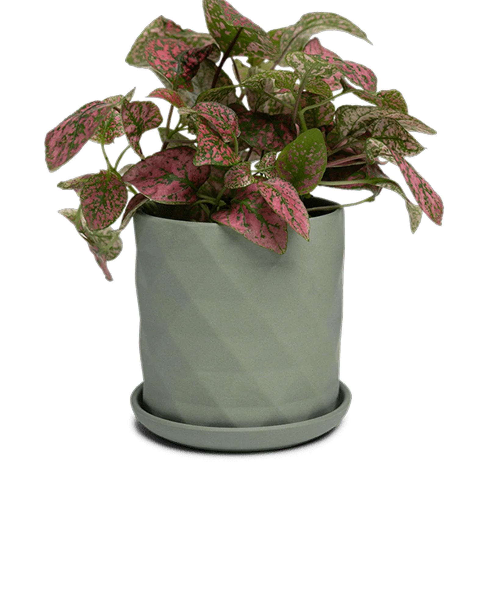Virago Small 3.5" Porcelain Plant Pot - Image 13