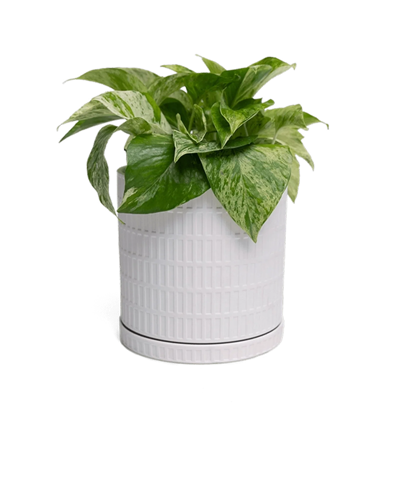 Virago Small 3.5" Porcelain Plant Pot - Image 130