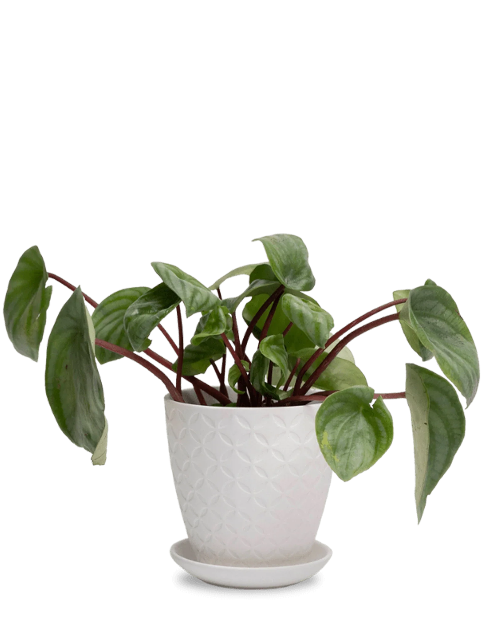 Virago Small 3.5" Porcelain Plant Pot - Image 134
