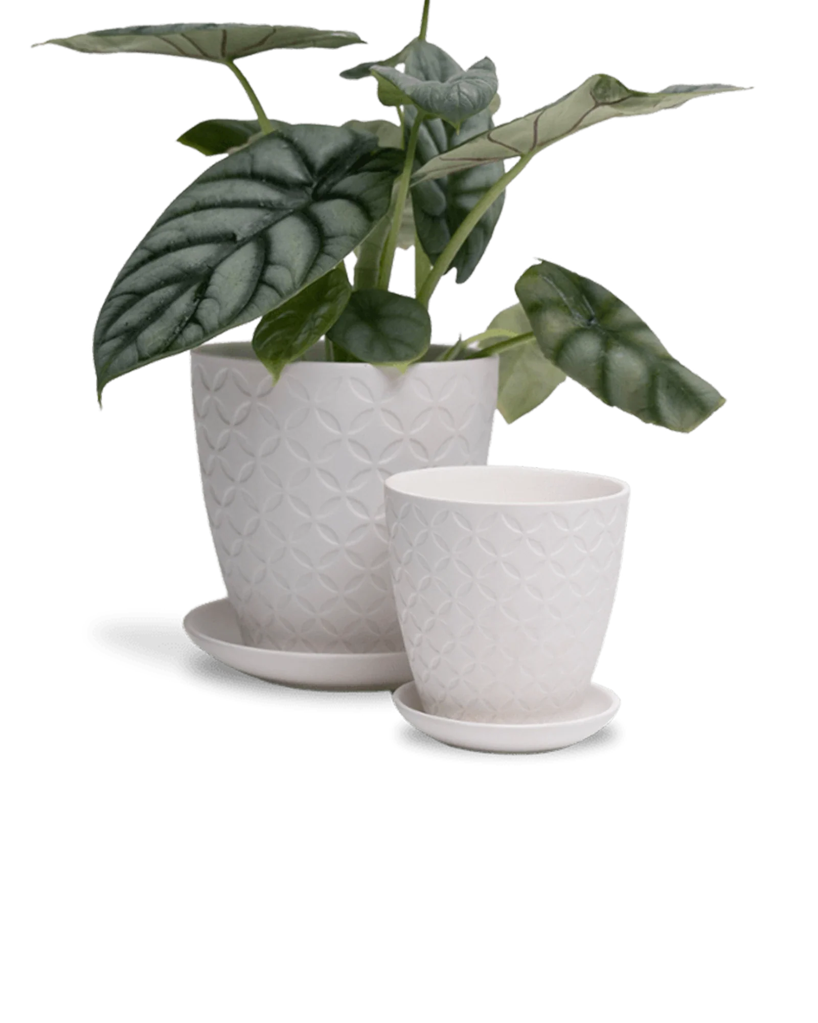 Virago Small 3.5" Porcelain Plant Pot - Image 136