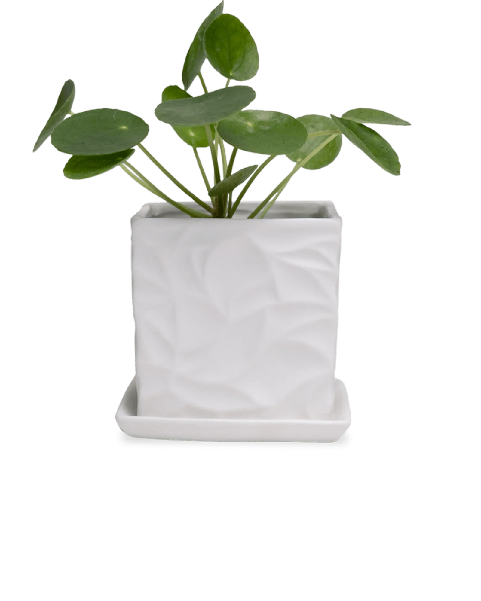Virago Small 3.5" Porcelain Plant Pot - Image 142