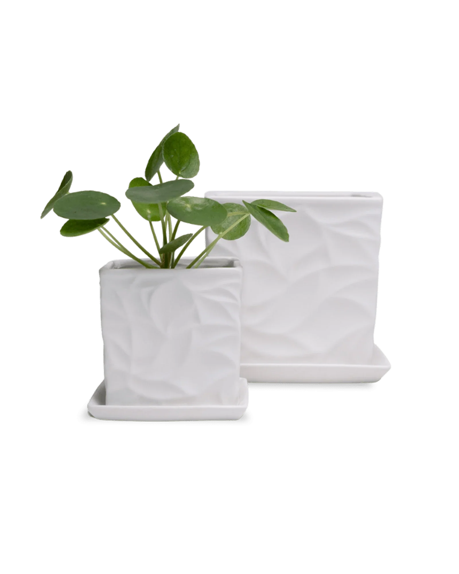 Virago Small 3.5" Porcelain Plant Pot - Image 143