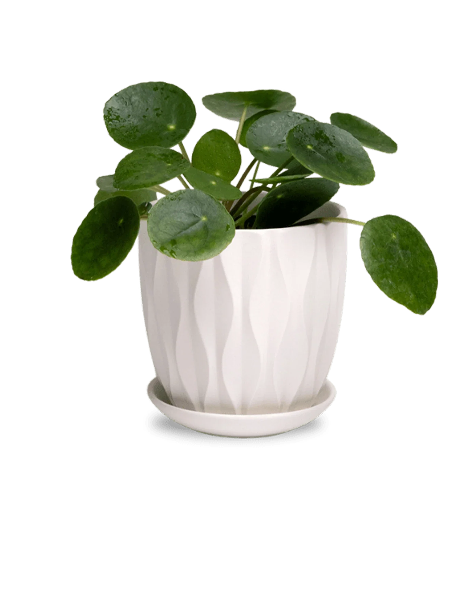 Virago Small 3.5" Porcelain Plant Pot - Image 146