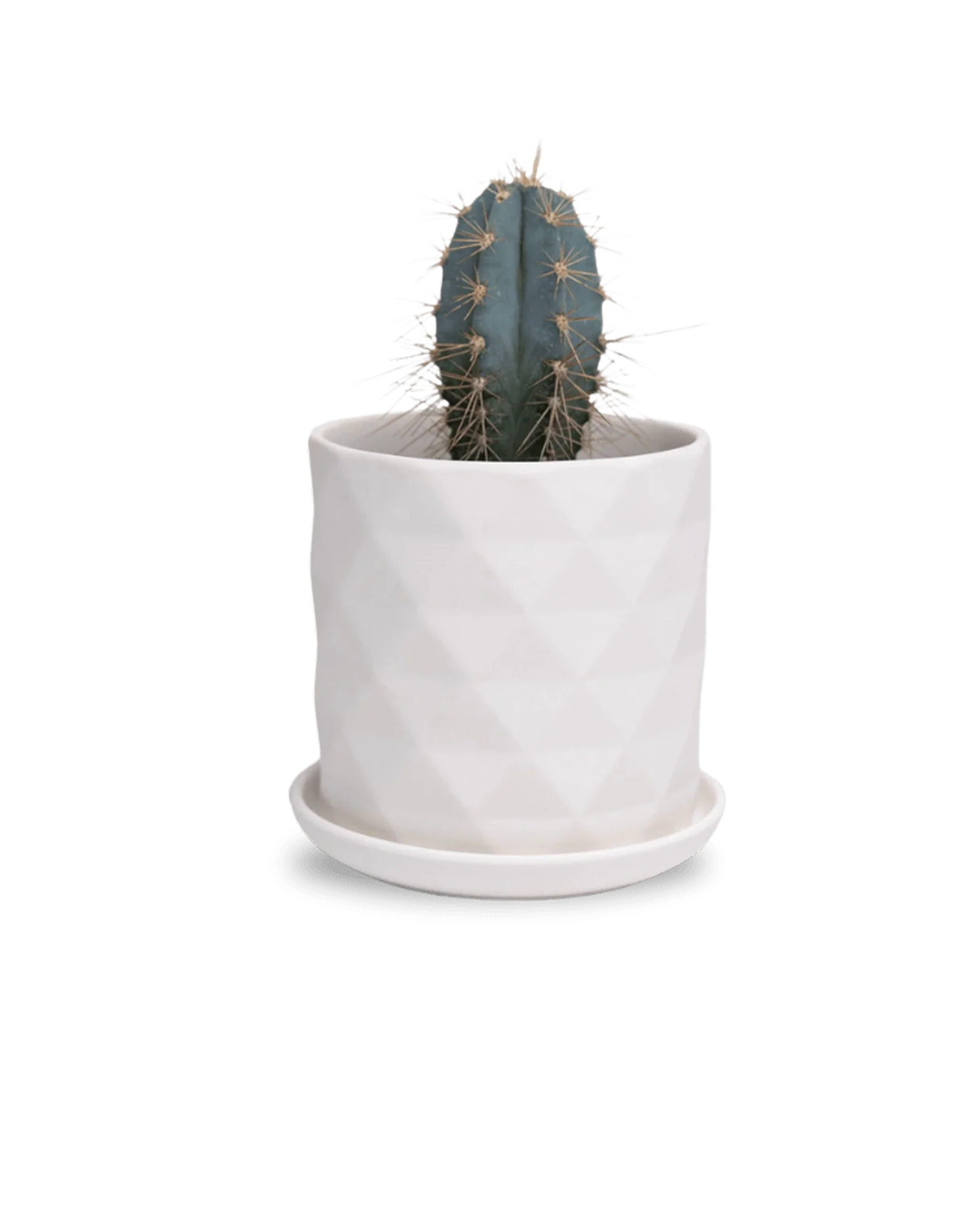 Virago Small 3.5" Porcelain Plant Pot - Image 147