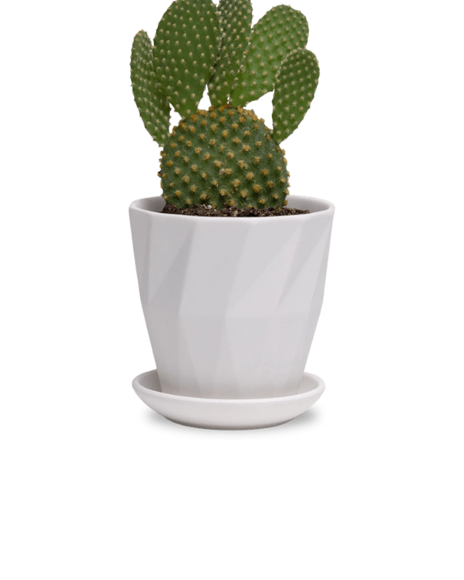 Virago Small 3.5" Porcelain Plant Pot - Image 151