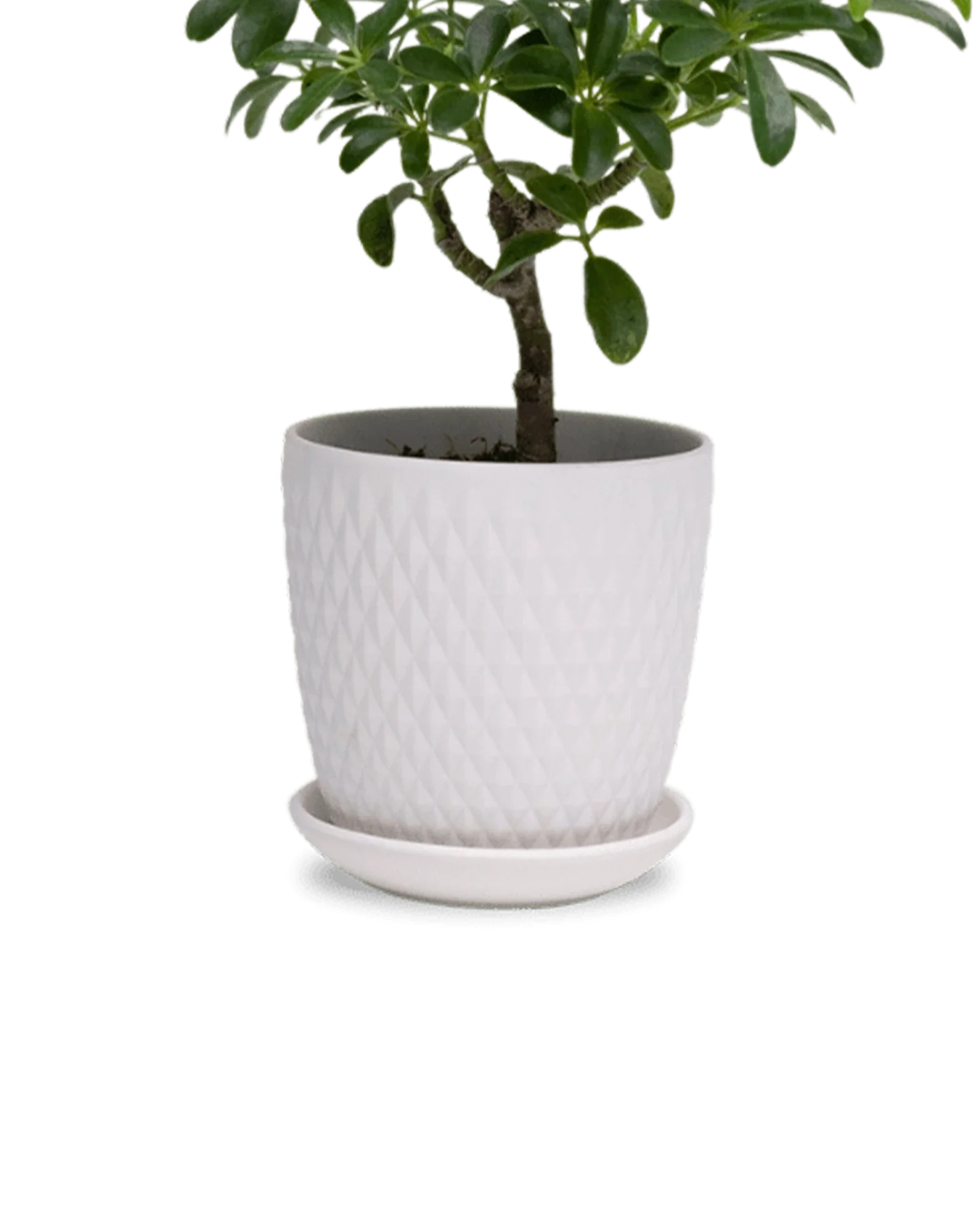 Virago Small 3.5" Porcelain Plant Pot - Image 155