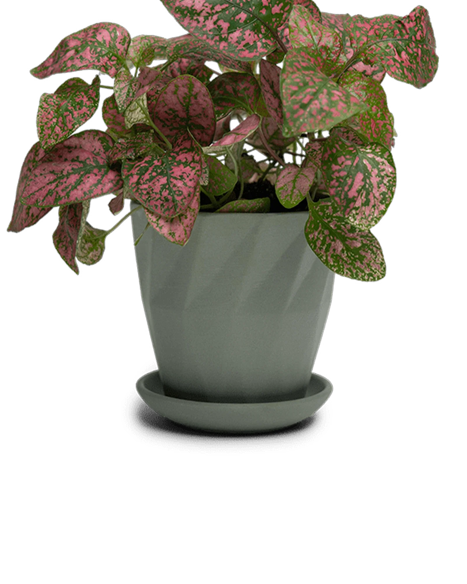 Virago Small 3.5" Porcelain Plant Pot - Image 2