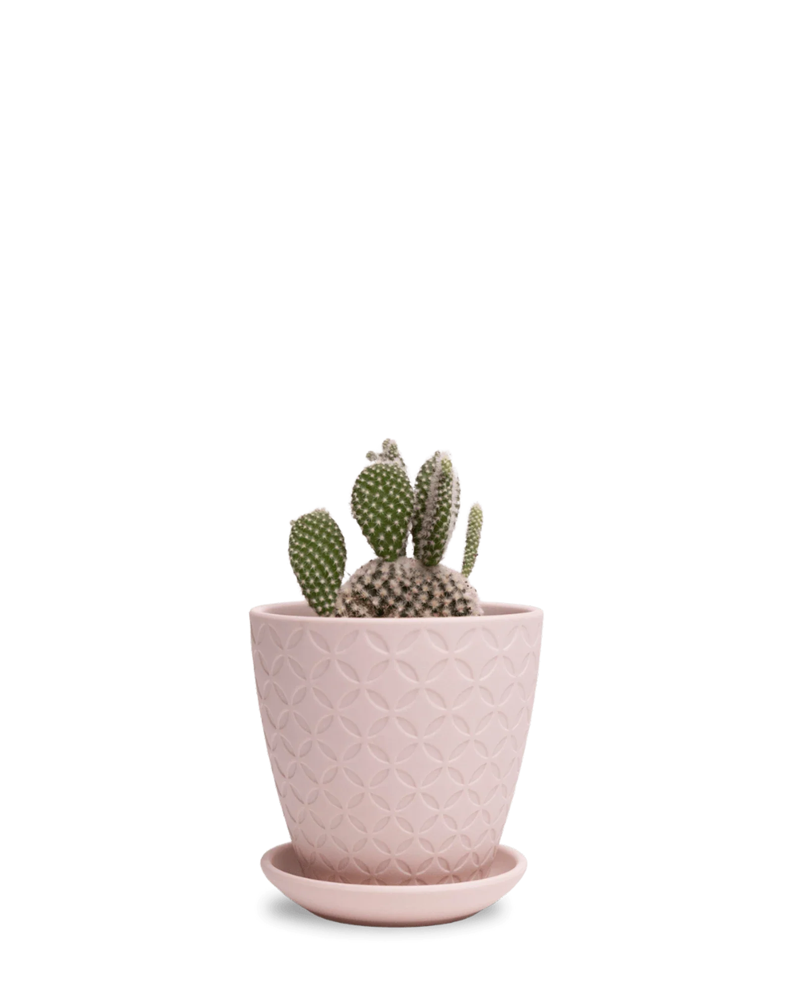 Virago Small 3.5" Porcelain Plant Pot - Image 21