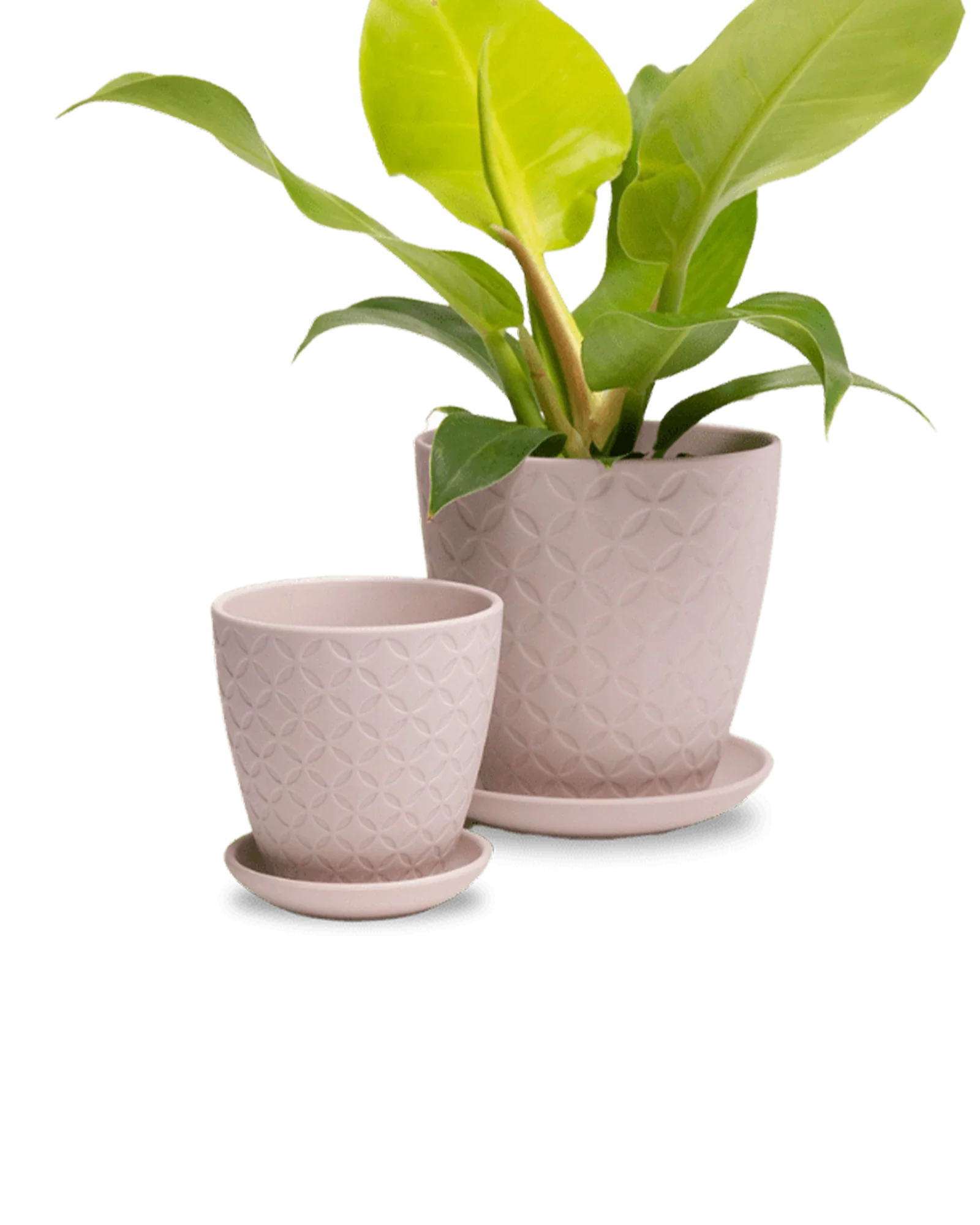 Virago Small 3.5" Porcelain Plant Pot - Image 22