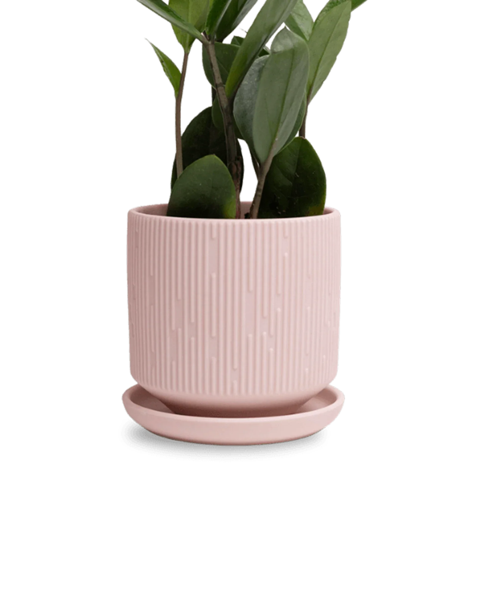 Virago Small 3.5" Porcelain Plant Pot - Image 25