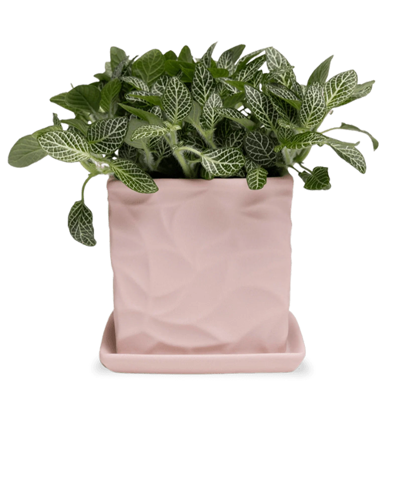 Virago Small 3.5" Porcelain Plant Pot - Image 29