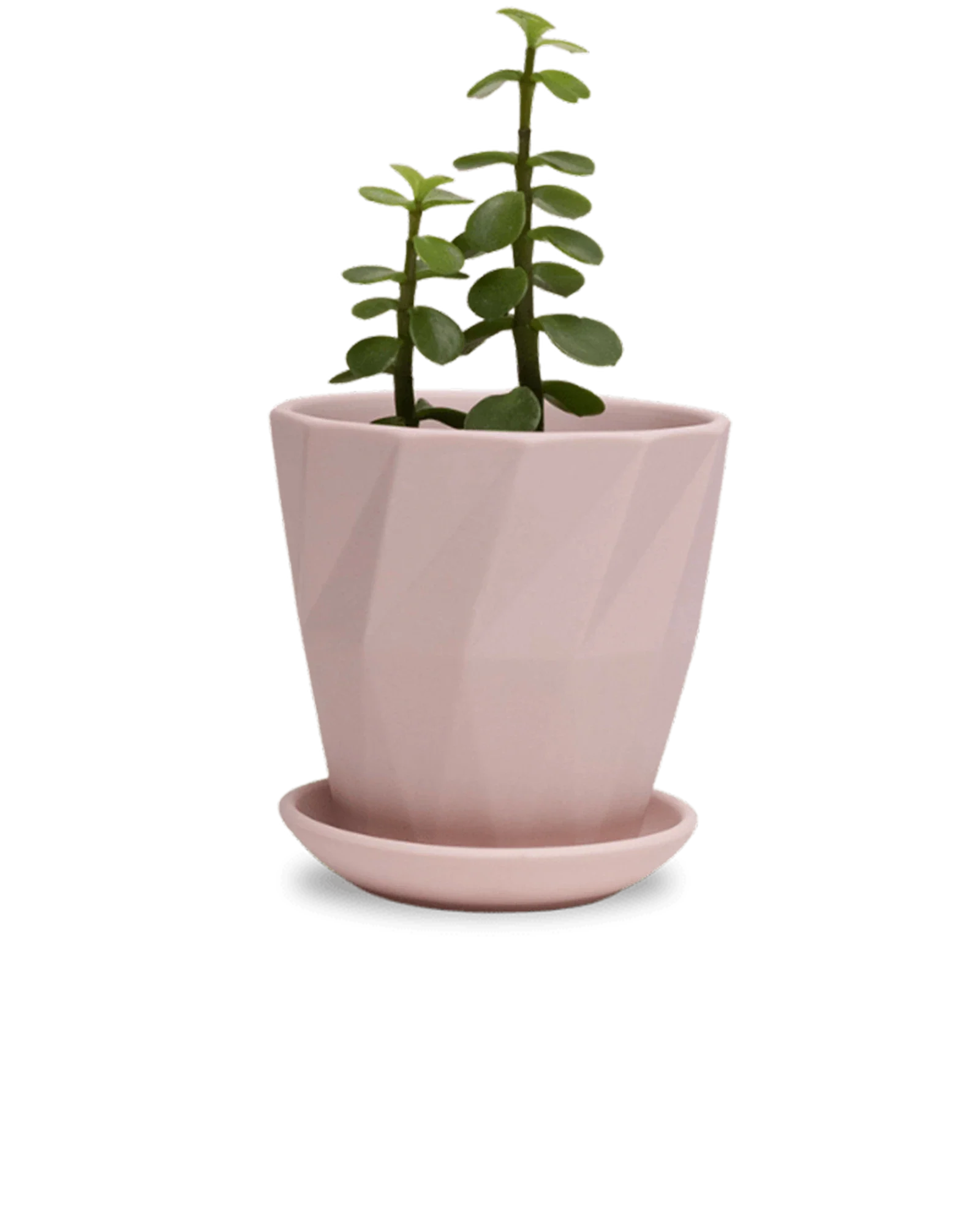 Virago Small 3.5" Porcelain Plant Pot - Image 38