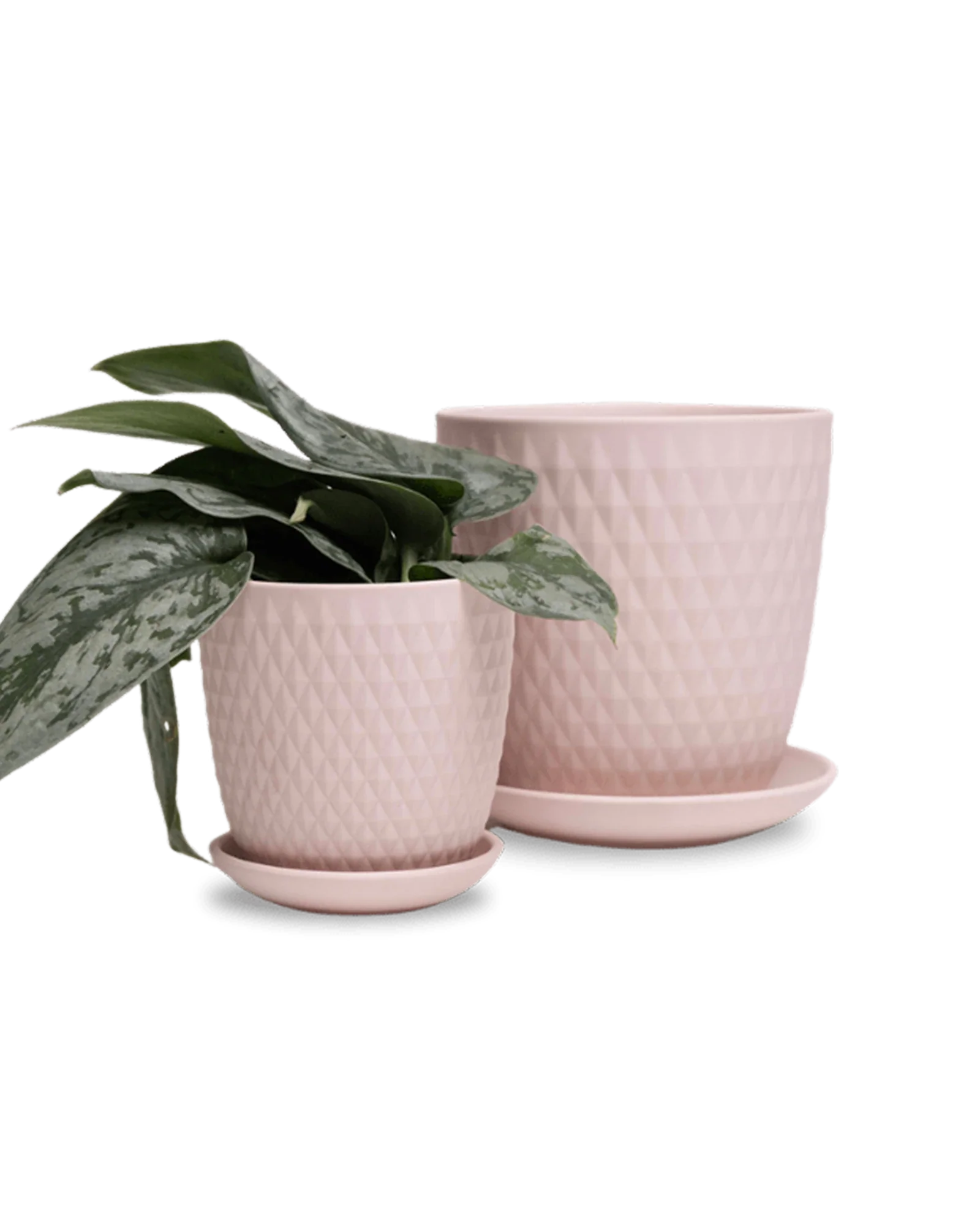 Virago Small 3.5" Porcelain Plant Pot - Image 43