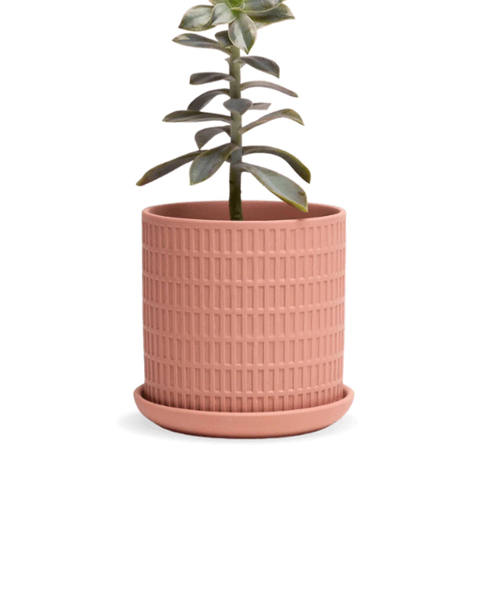 Virago Small 3.5" Porcelain Plant Pot - Image 46