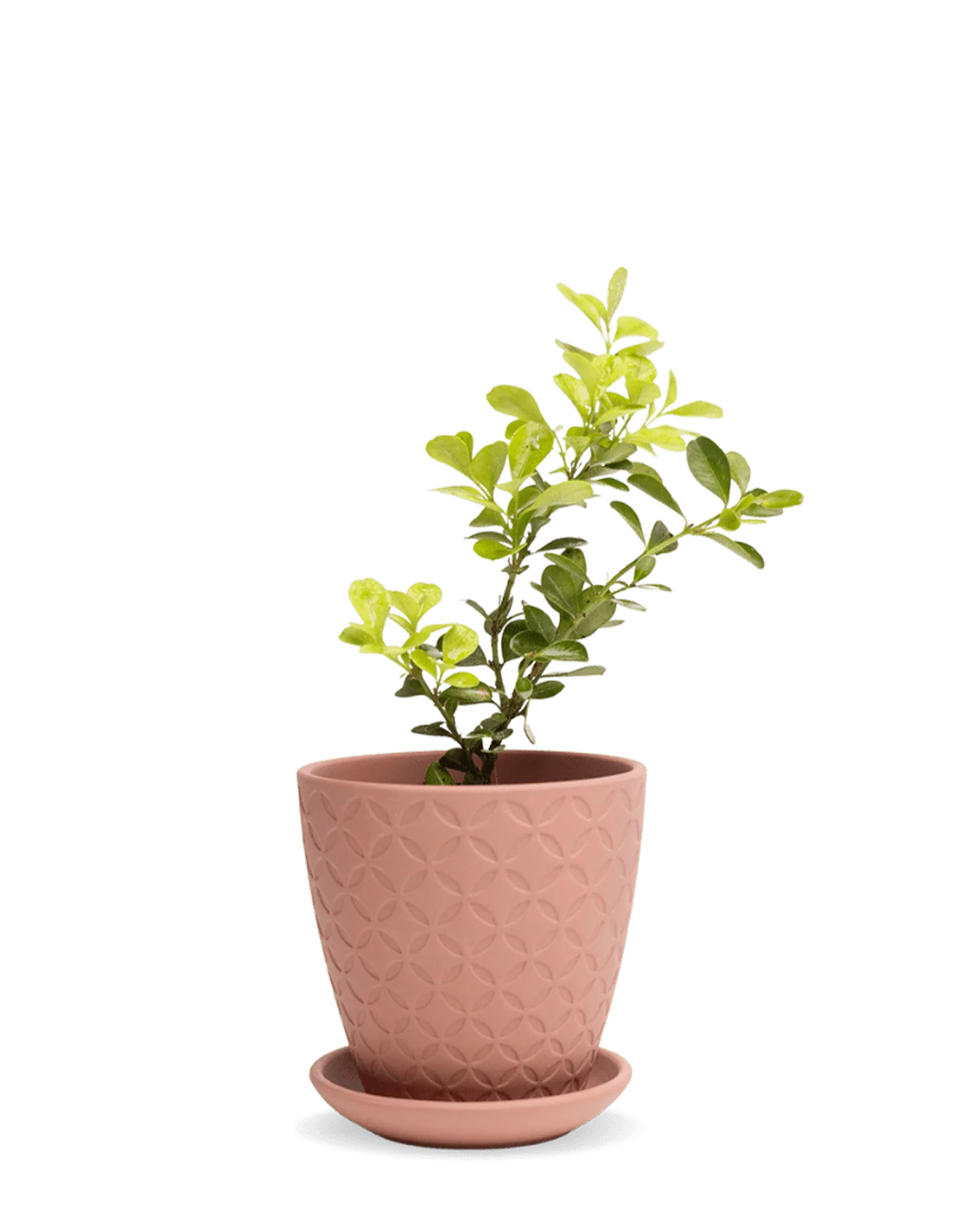 Virago Small 3.5" Porcelain Plant Pot - Image 48