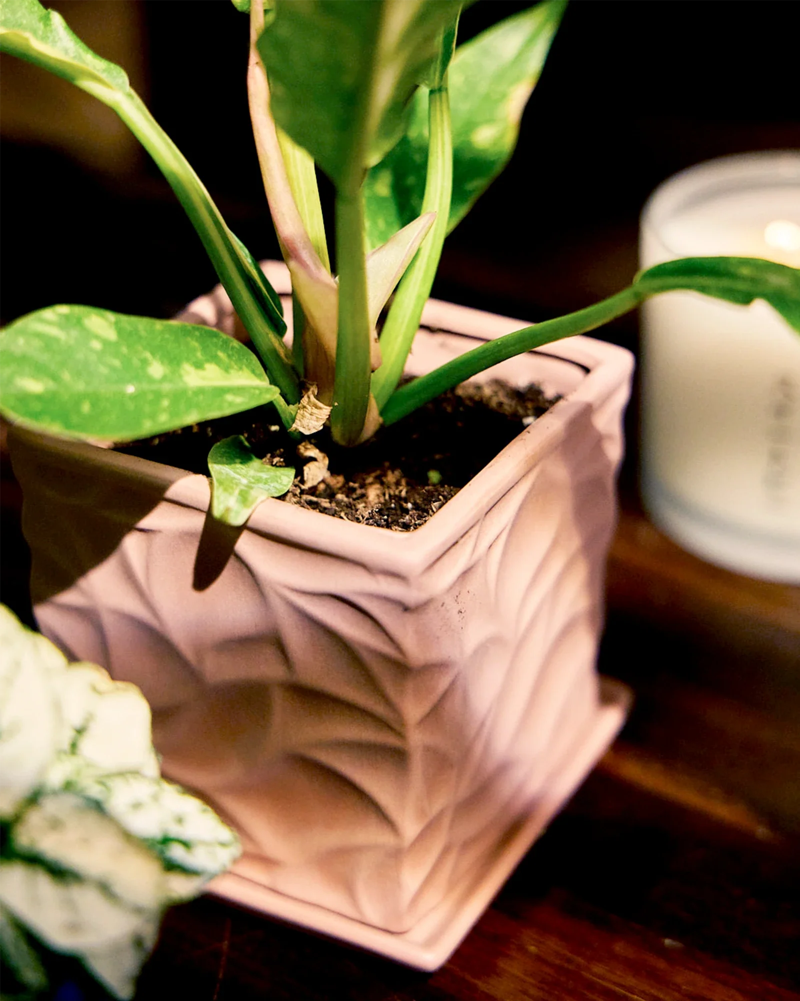 Virago Small 3.5" Porcelain Plant Pot - Image 56