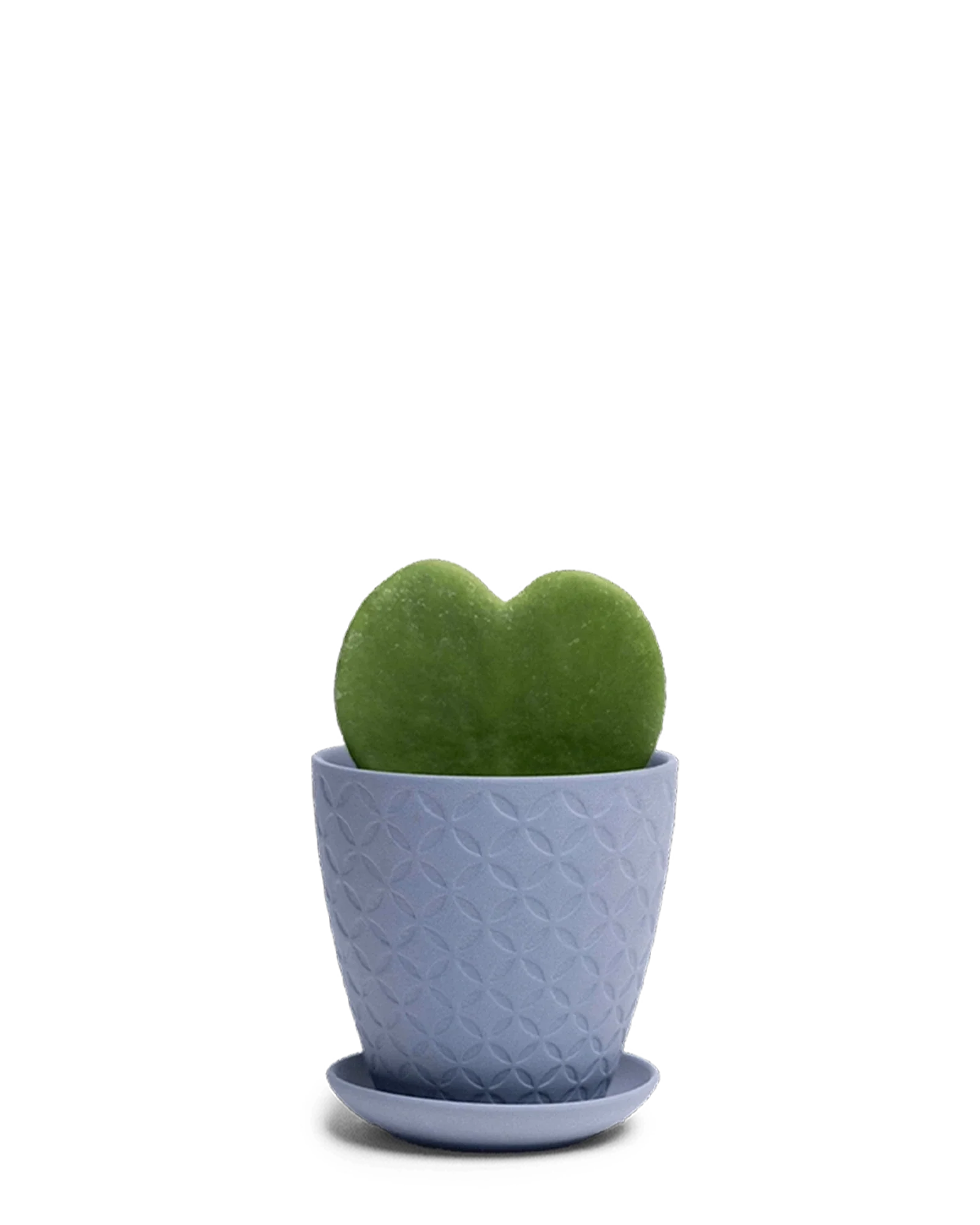 Virago Small 3.5" Porcelain Plant Pot - Image 69