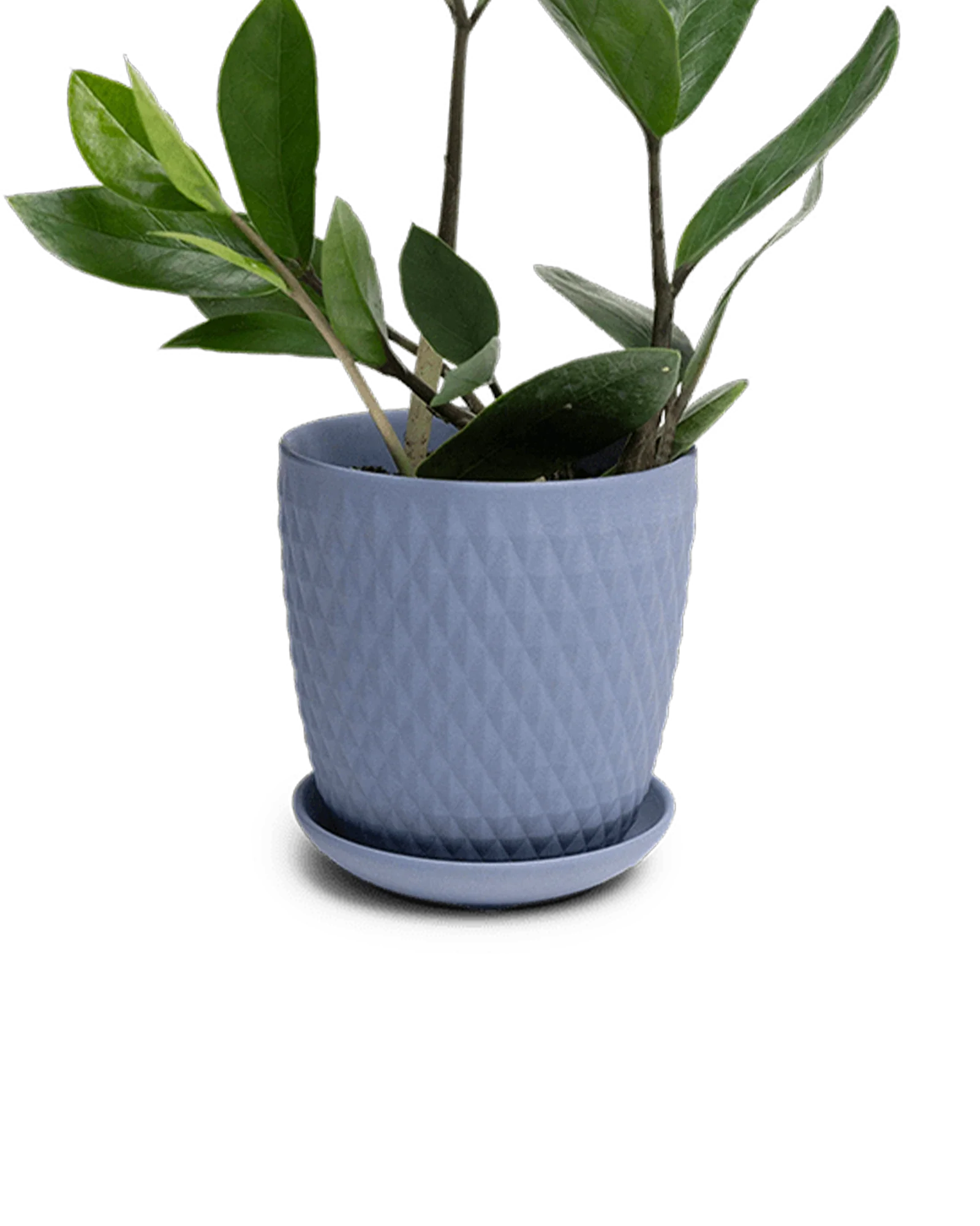 Virago Small 3.5" Porcelain Plant Pot - Image 72