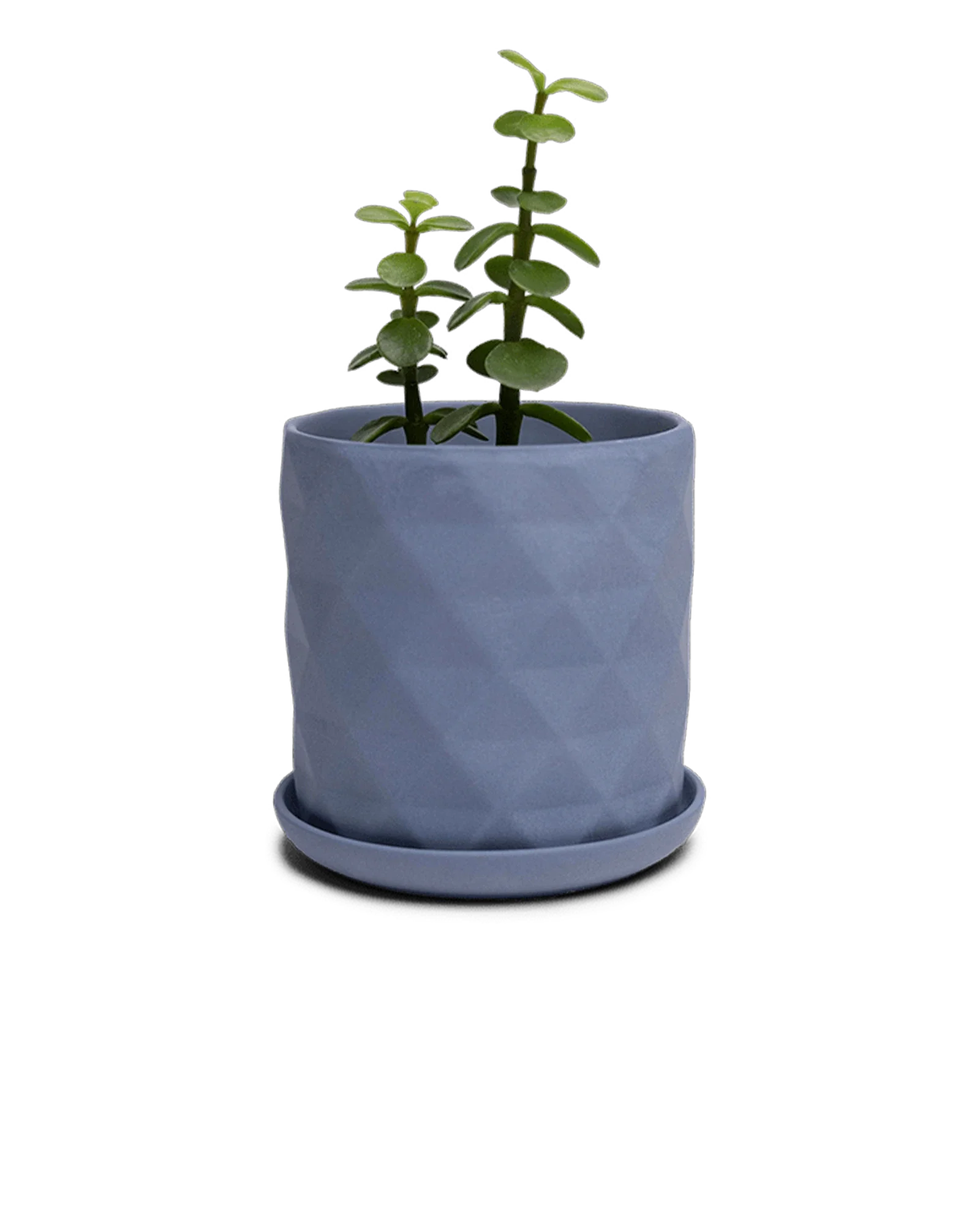 Virago Small 3.5" Porcelain Plant Pot - Image 81