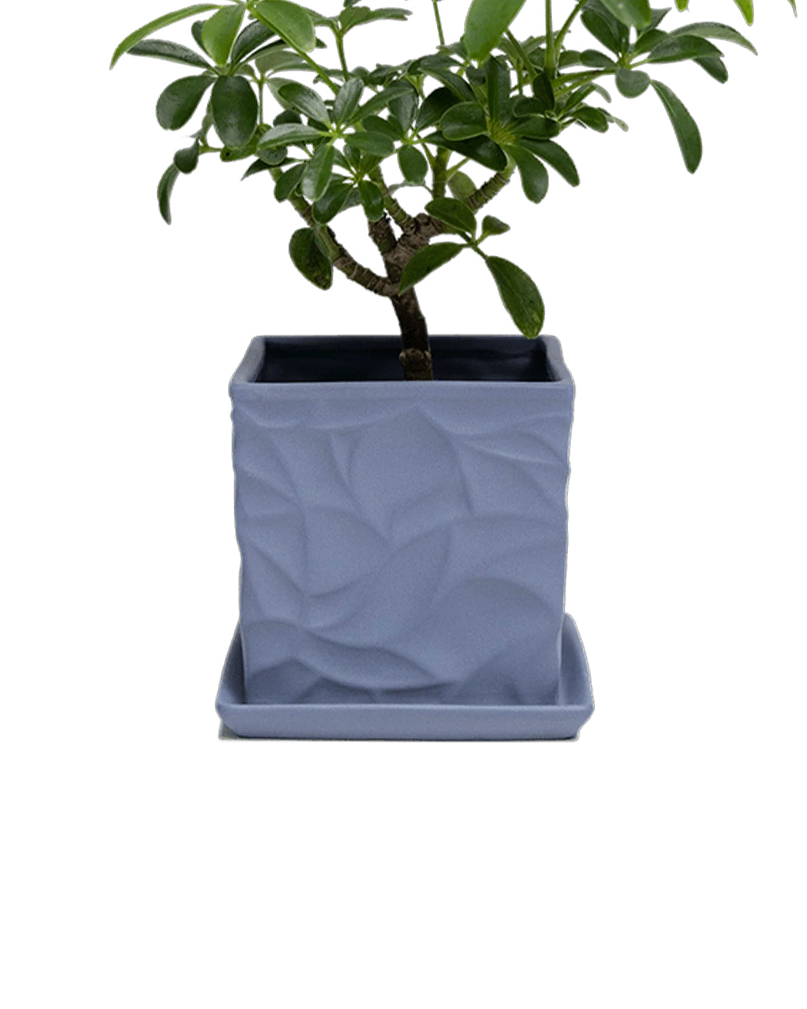 Virago Small 3.5" Porcelain Plant Pot - Image 88