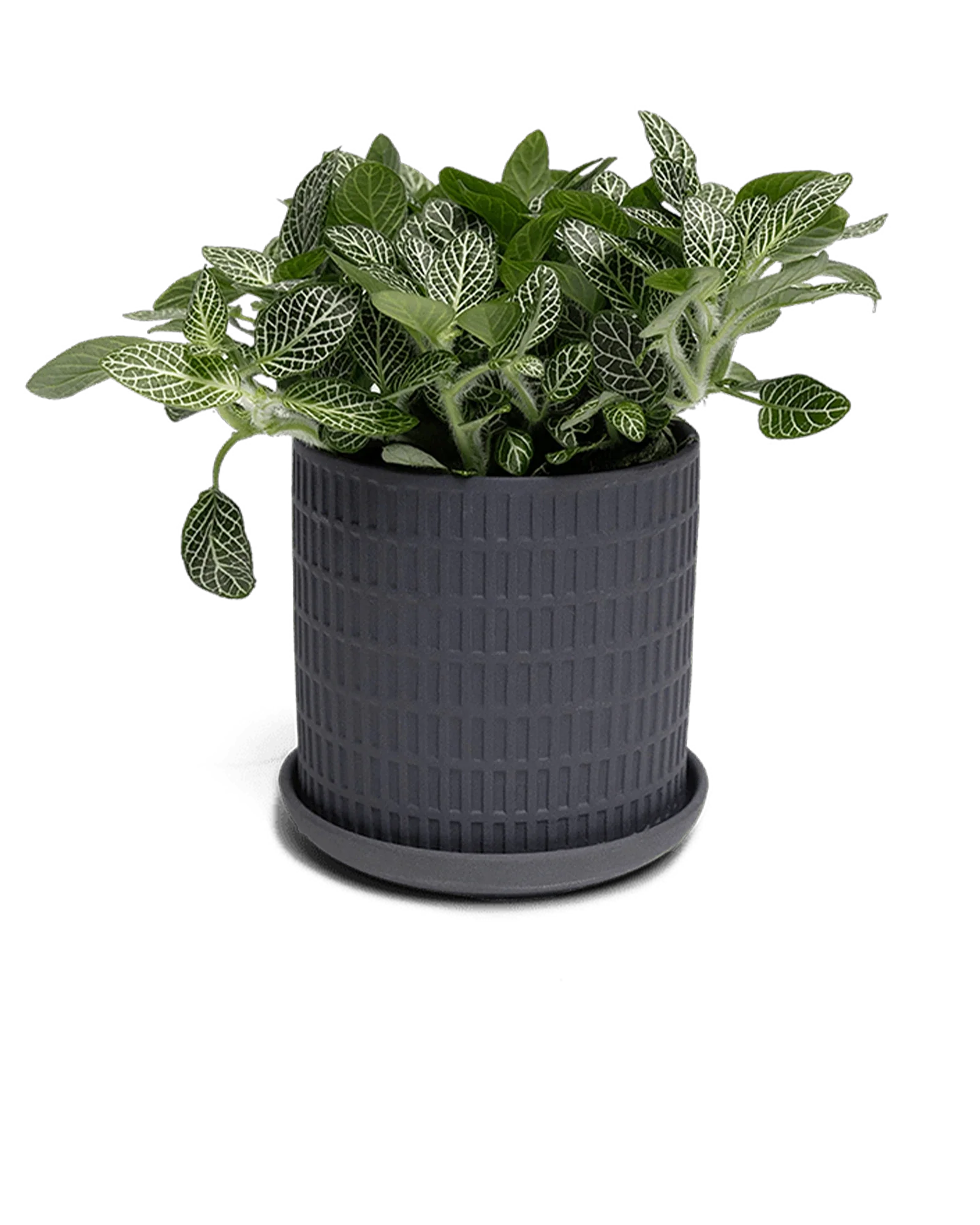 Virago Small 3.5" Porcelain Plant Pot - Image 99