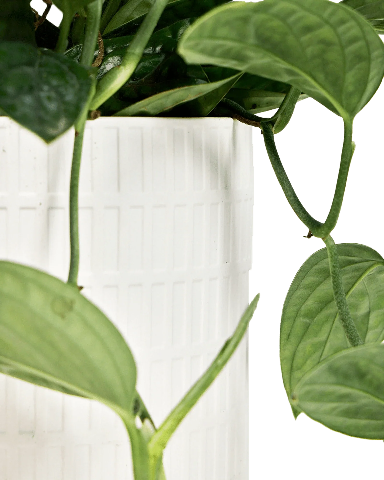 Virago Large Porcelain Plant Pot - Image 10