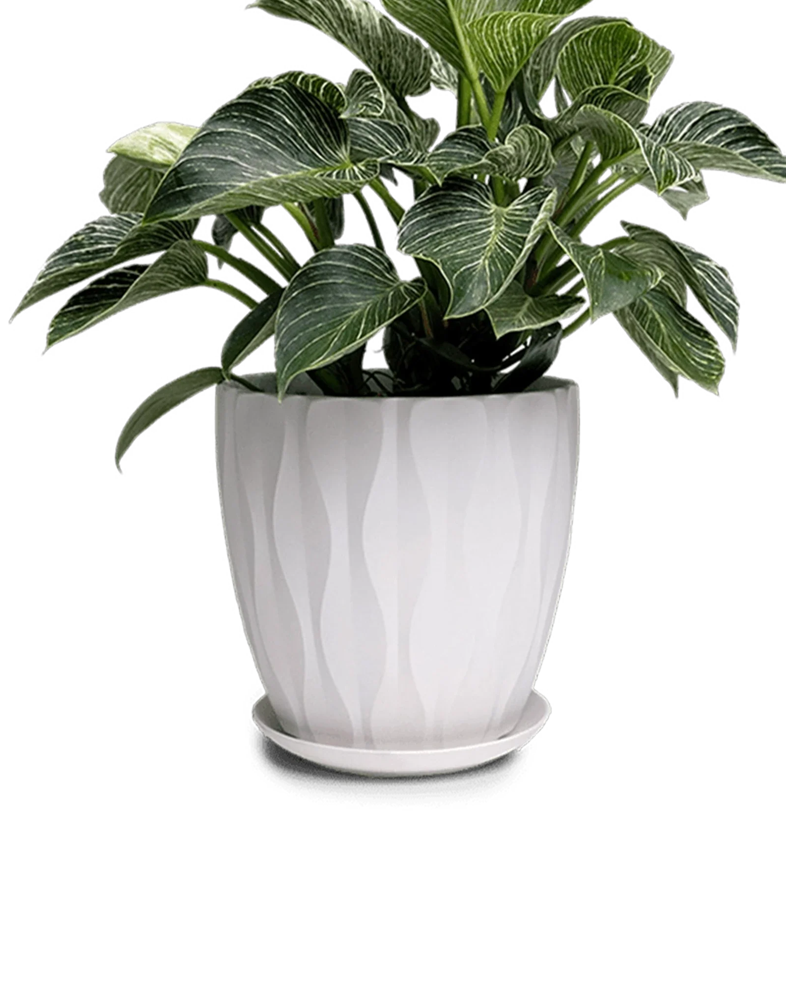 Virago Large Porcelain Plant Pot - Image 12