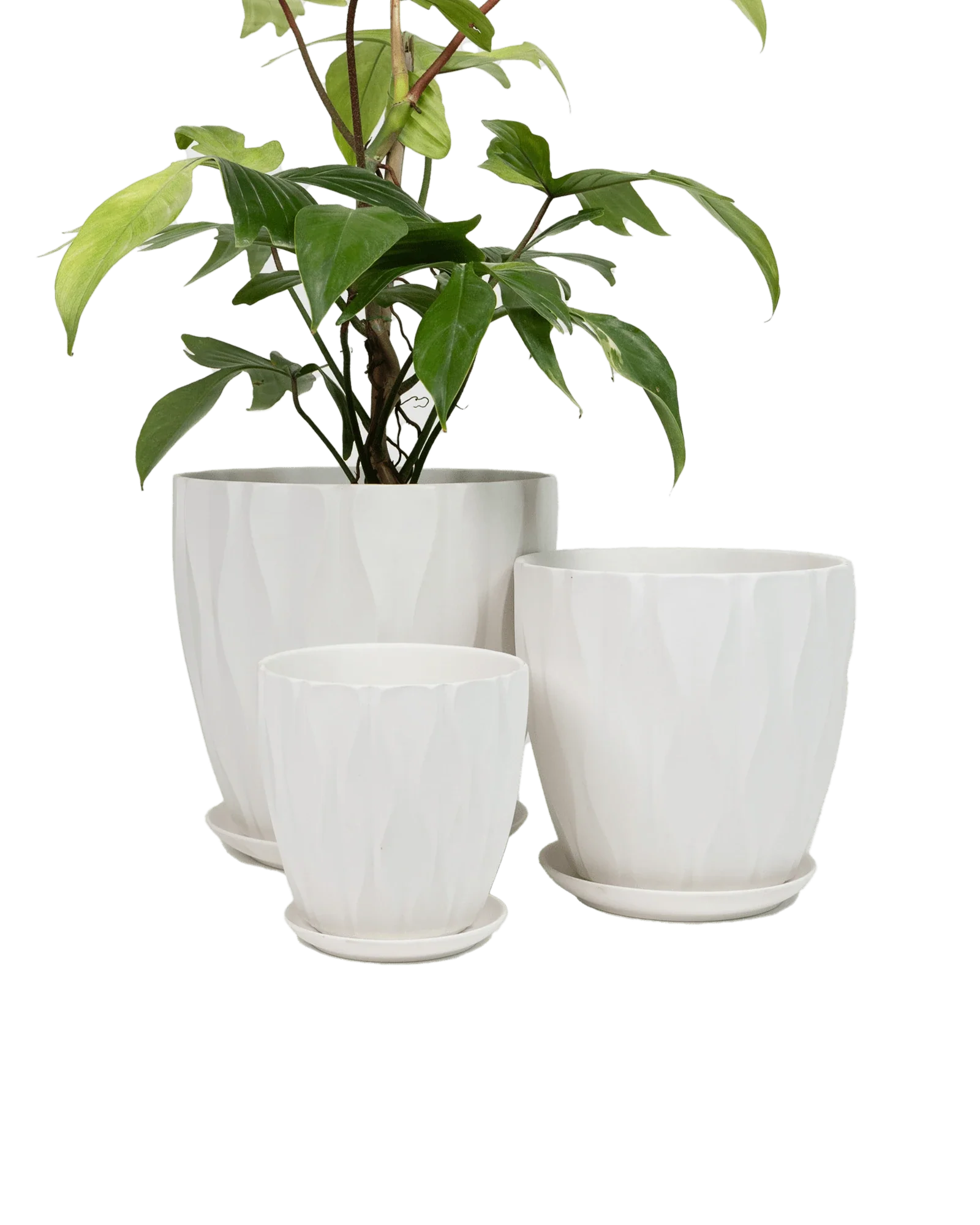 Virago Large Porcelain Plant Pot - Image 14