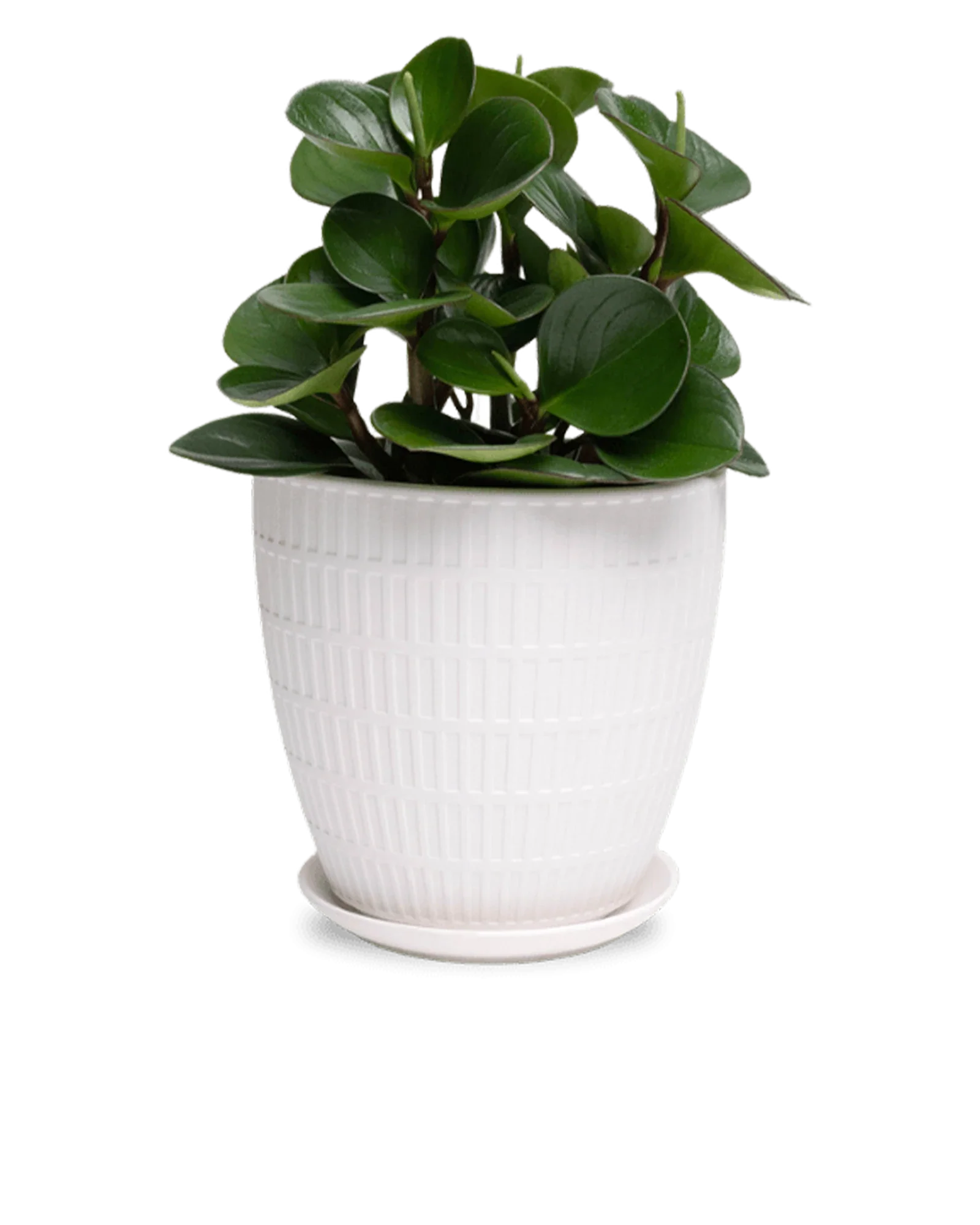 Virago Large Porcelain Plant Pot - Image 17